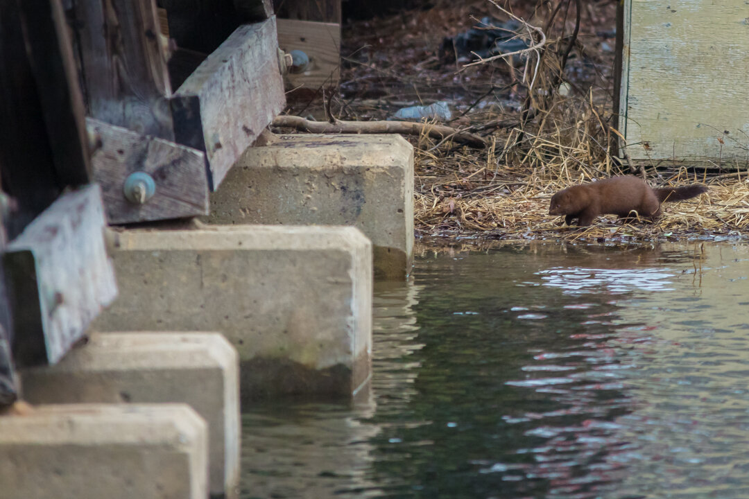  That’s an American Mink that’s about to take a dive into the water.  