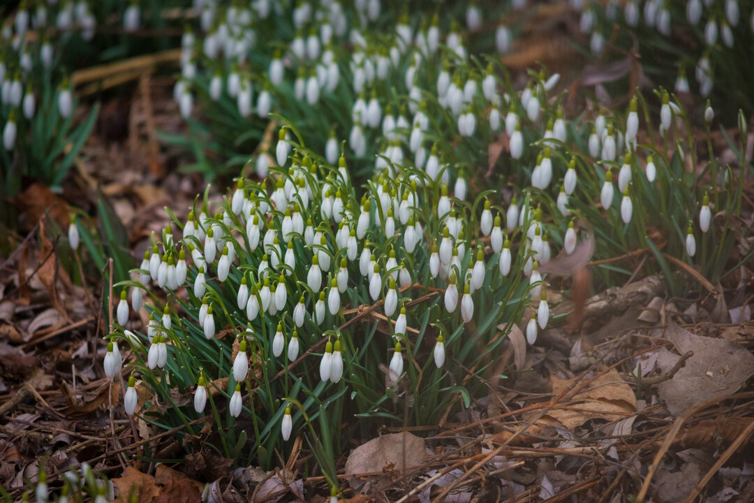 Snowdrops are always a welcome sight in March. They are usually the first plant that you will see starting to bloom.  