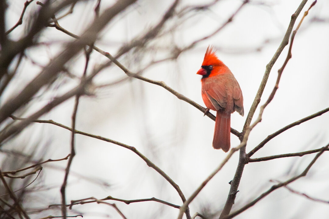  Caught this Cardinal in the tree singing. 