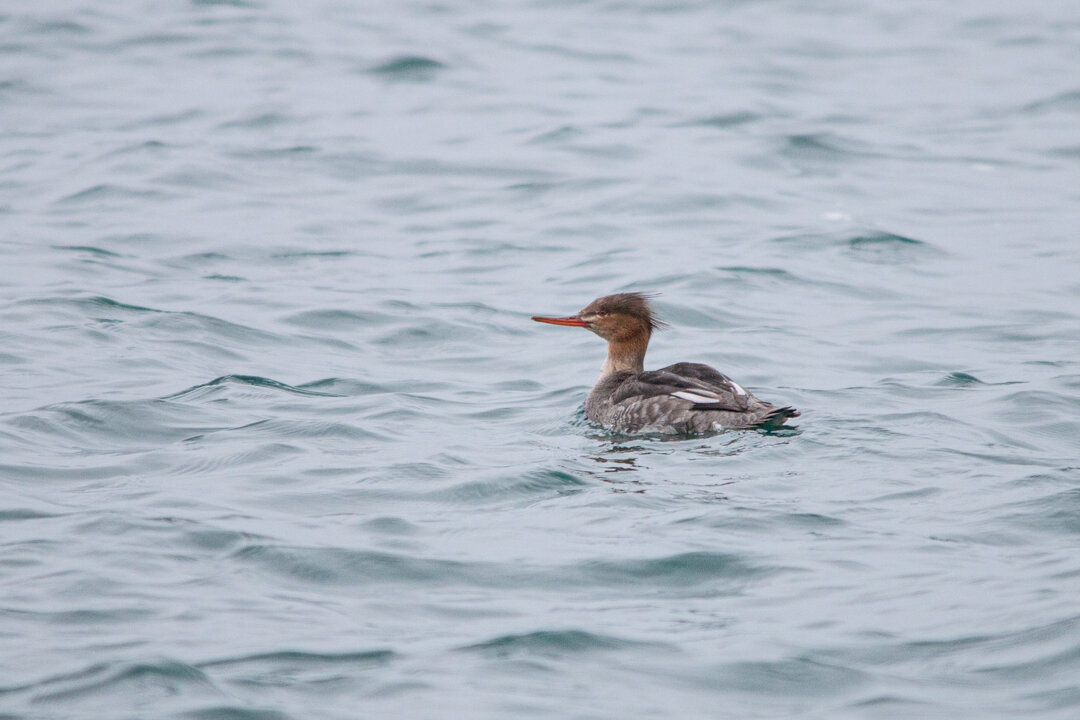  From the pier we snapped this photo of a female Common Merganser. 