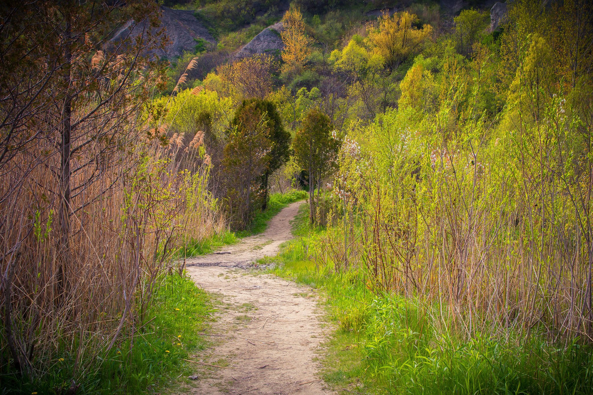 Bluffer's Park Path