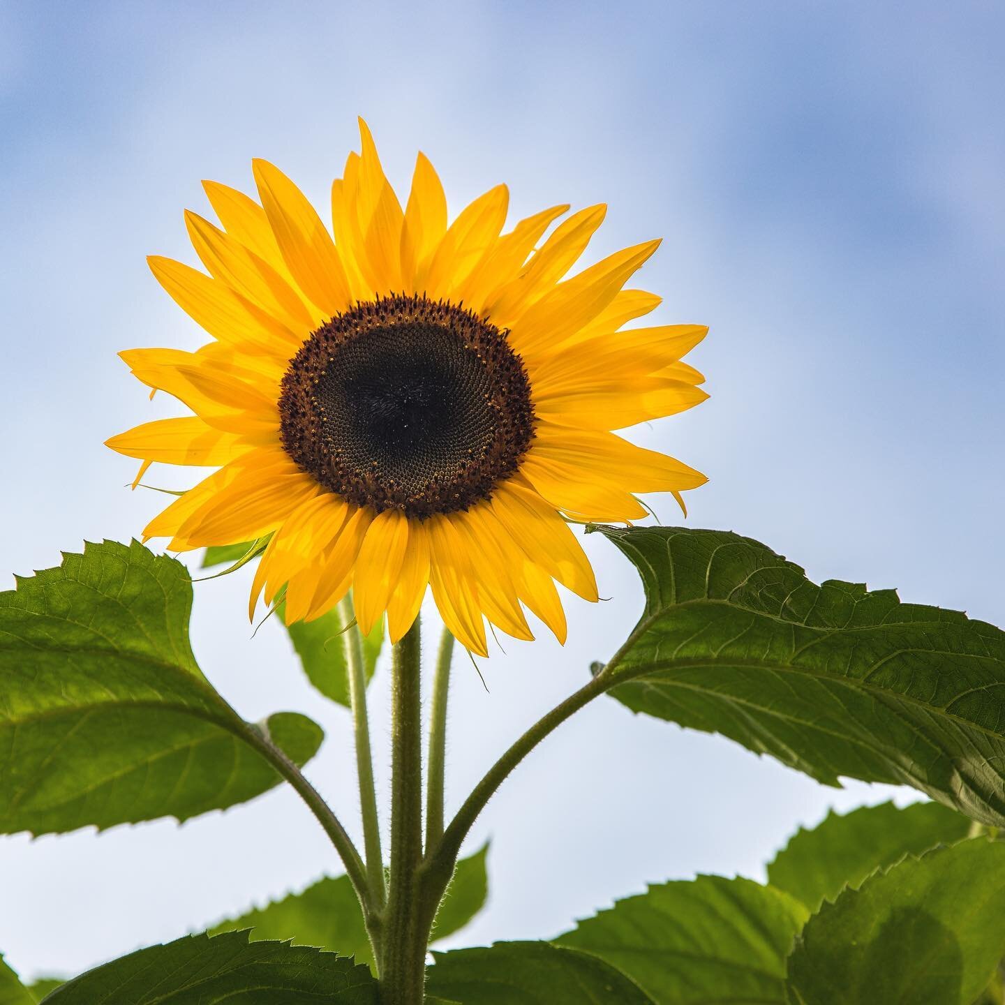&quot;I want to be like a sunflower; so that even on the darkest days I will stand tall and find the sunlight.&quot; &ndash; Unknown 
_______________________
#sunflower #tournesol #flowersofinstagram #eglintonpark #summerflowers #torontoparks #sunflo