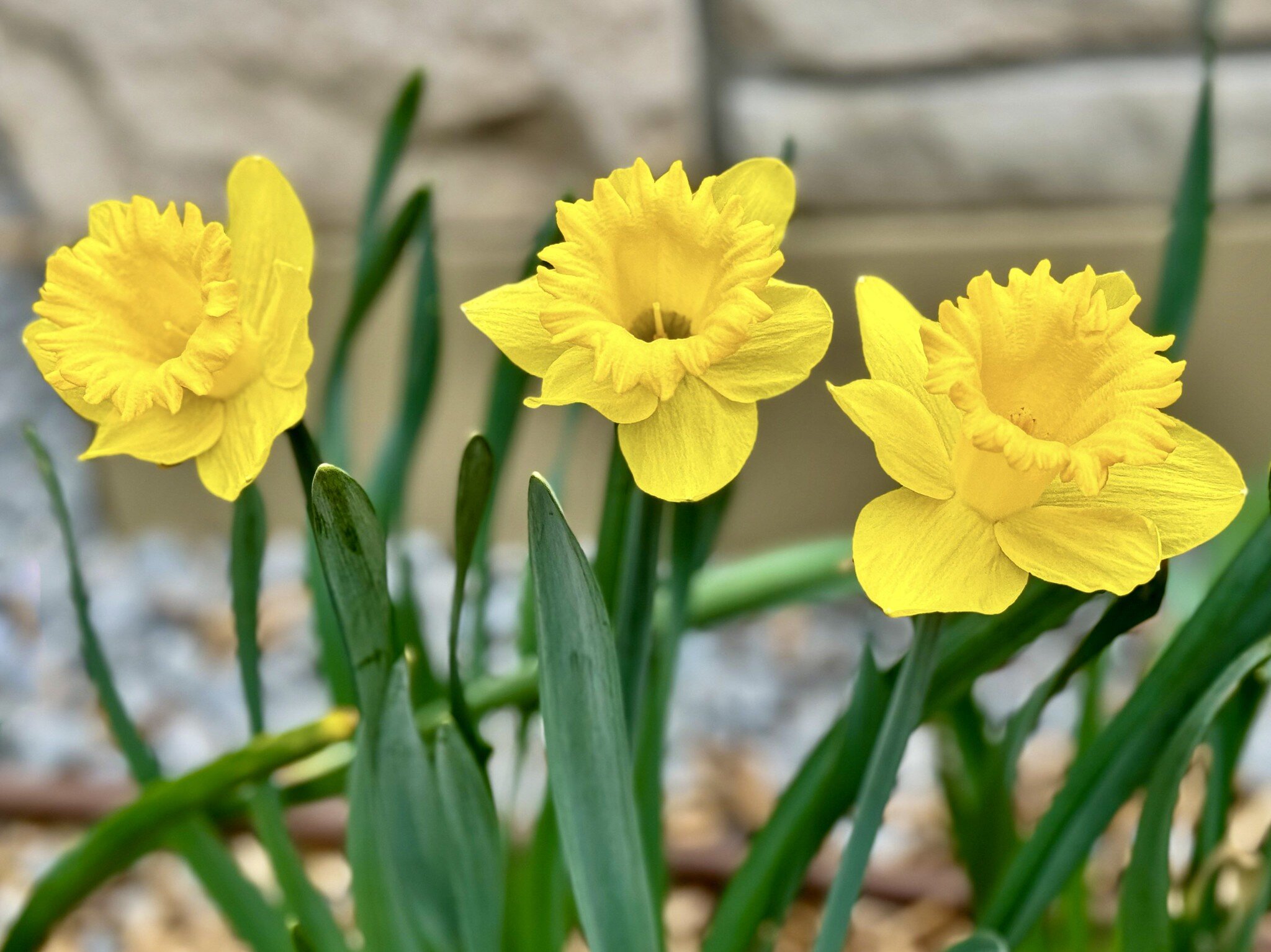 Daffodils