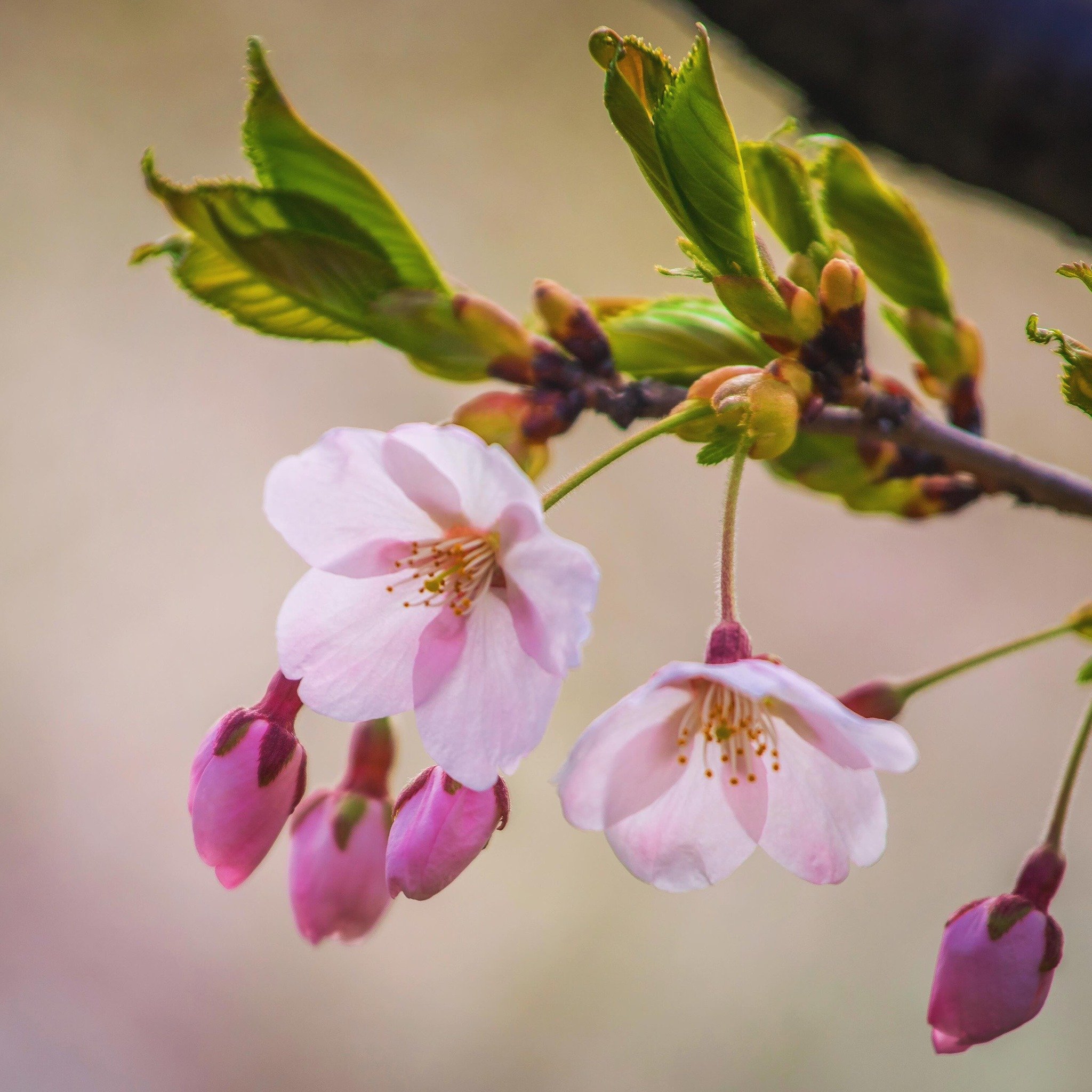 Cherry Blossoms are Out!
&mdash;&mdash;&mdash;&mdash;&mdash;&mdash;&mdash;&mdash;&mdash;&mdash;&mdash;&mdash;&mdash;&mdash;
#toronto #sakura #cherryblossom #nature #signsofspring #cherryblossoms #cherryblossomsoftoronto #torontophoto #naturephotograp