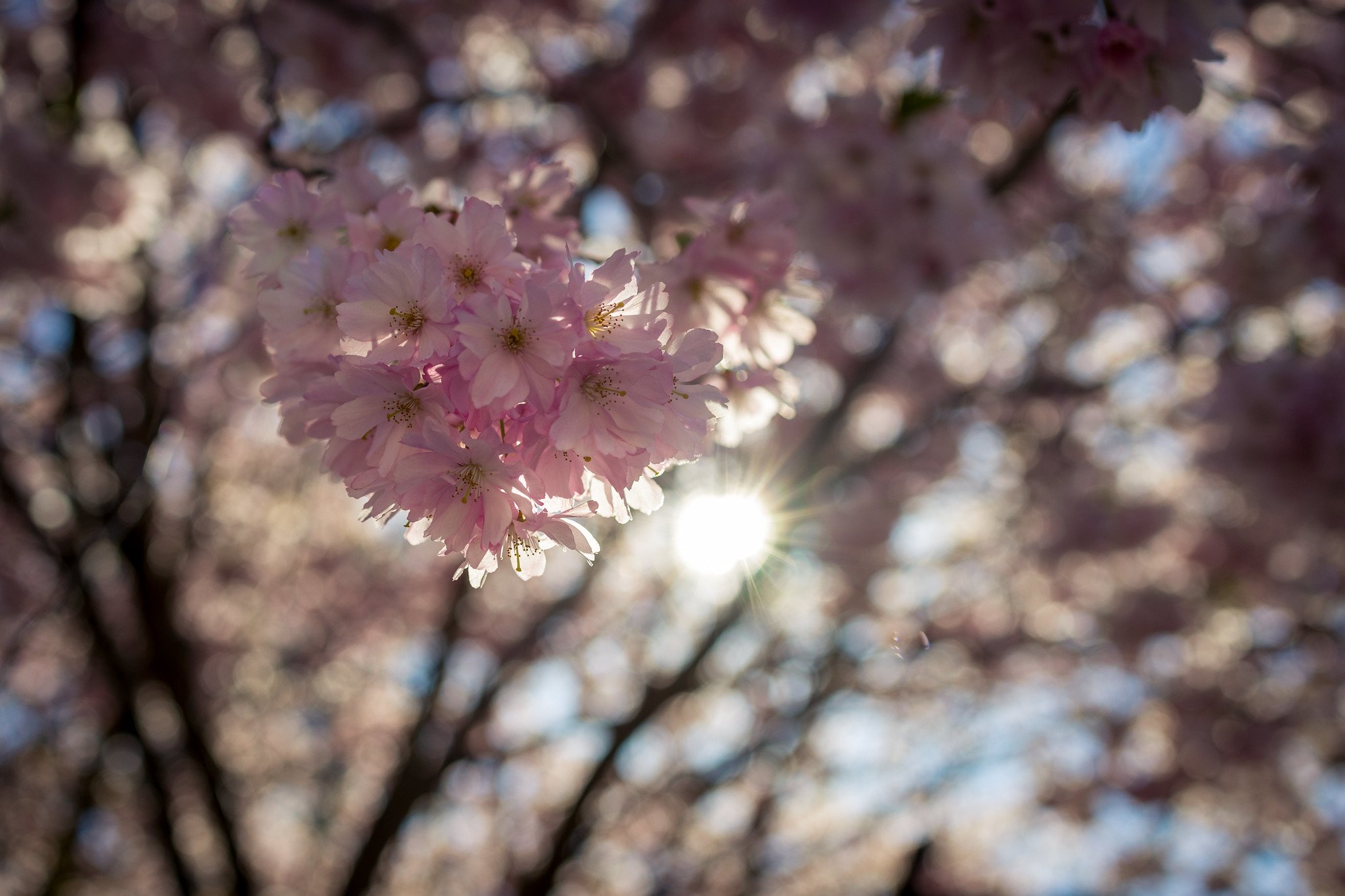 Cherry Blossoms