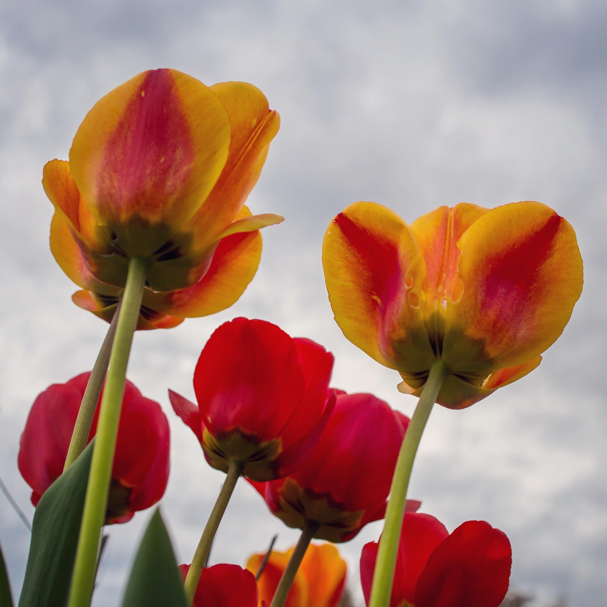 Happy Mother&rsquo;s Day!  #happymothersday #springintoronto #tulips #sirwinstonchurchillpark #femalephotographer #nature #urbanmature #agreatcapture #midtowntoronto