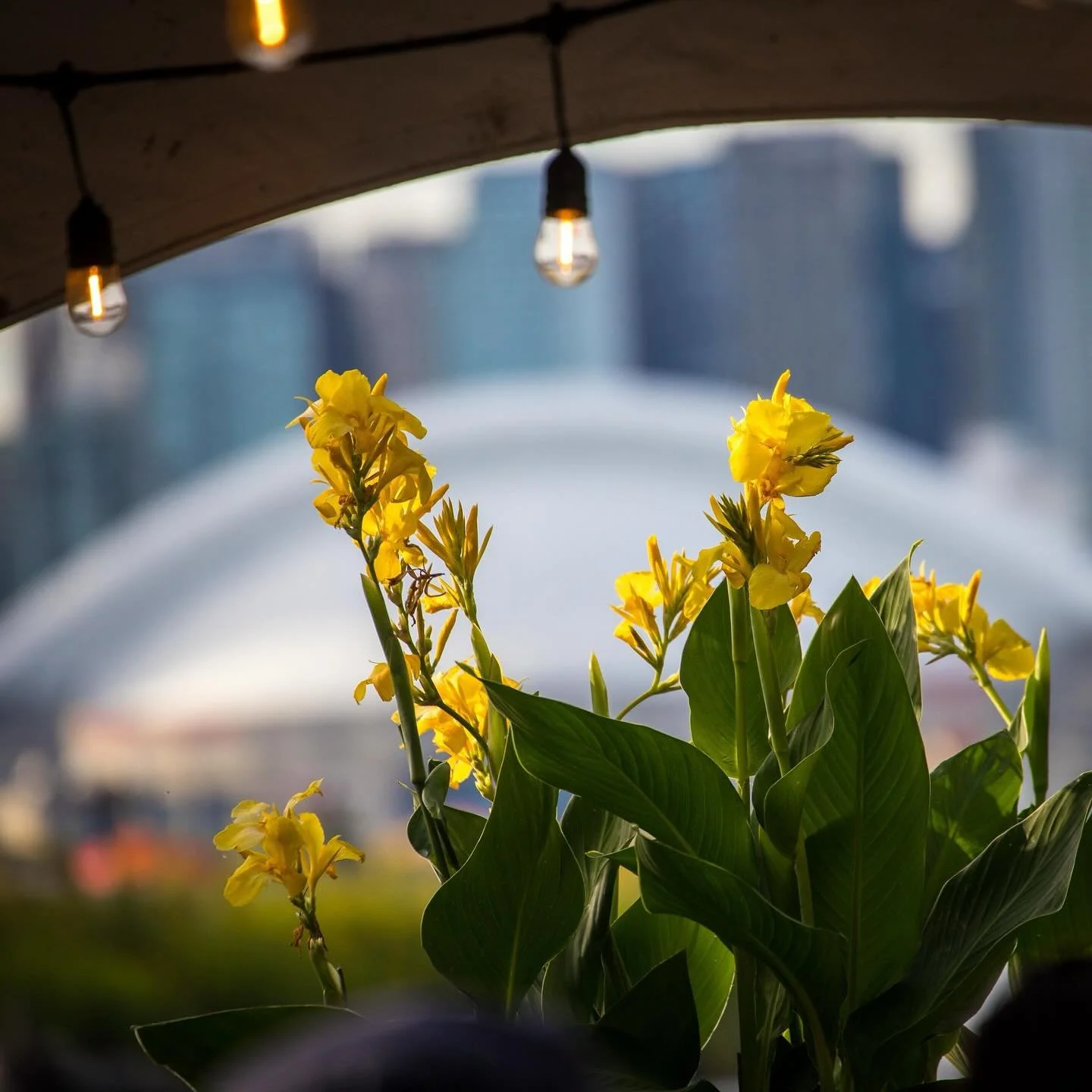 Island Flowers &bull;&bull;&bull; #torontoisland #flowers #yellowflowers #torontoskykine #cannaflower #summerintoronto #summerinthecity #rogerscentre #skydome #agreatcapture #femalephotographer #torontoisland #centreisland
