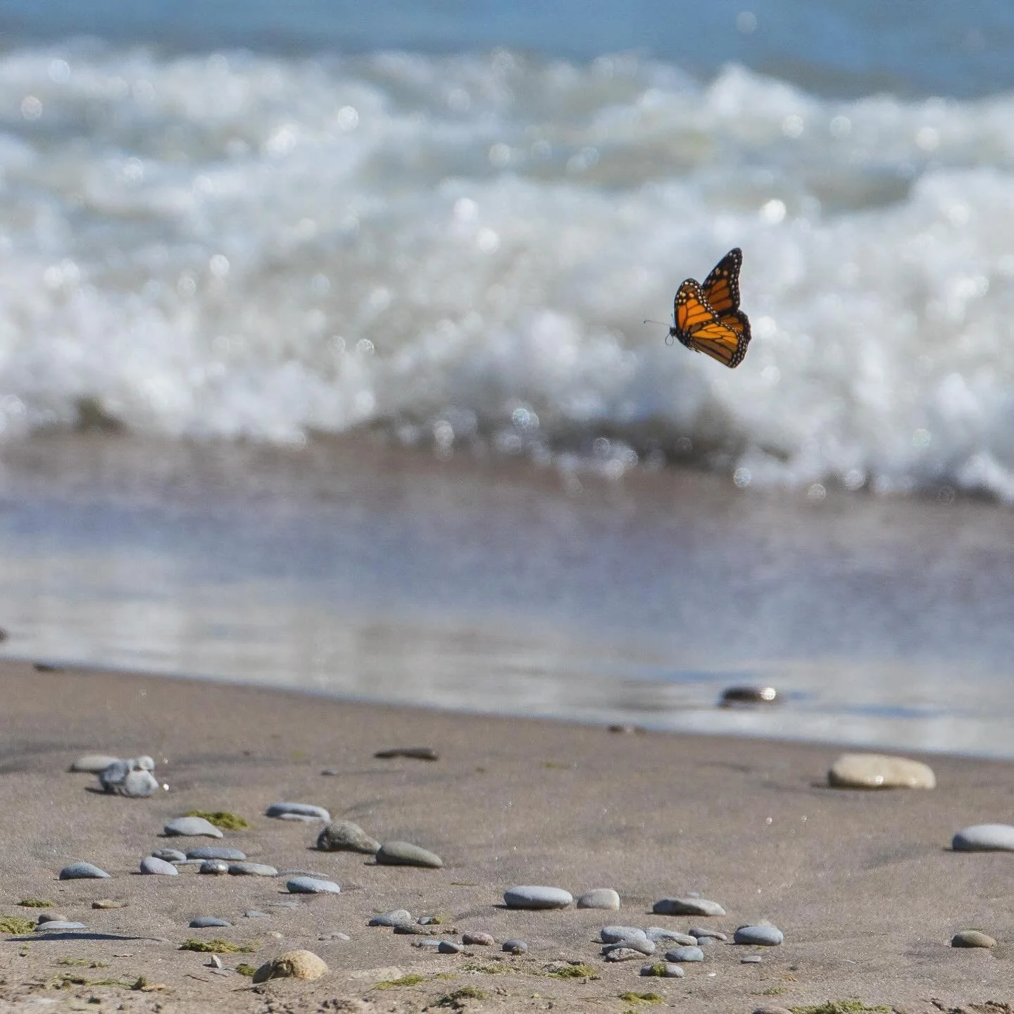 Flight of the butterfly &bull;&bull;&bull; #butterfly #inflight #flyingbutterfly #monarchbutterfly #lake #lakeontario #urbannature #woodbinebeach #femalephotographer #agreatcapture