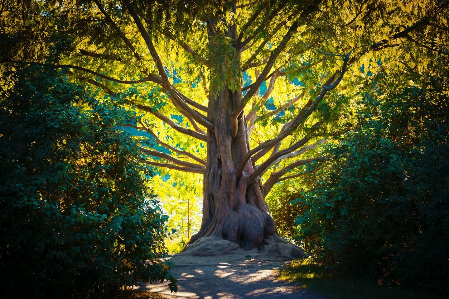 A living time capsule in the heart of Toronto &mdash; the dawn redwood, a tree once thought extinct, now standing tall in today&rsquo;s light. 🌲✨ 

#dawnredwood #torontonature #treephotography #highpark #ashleylduffus