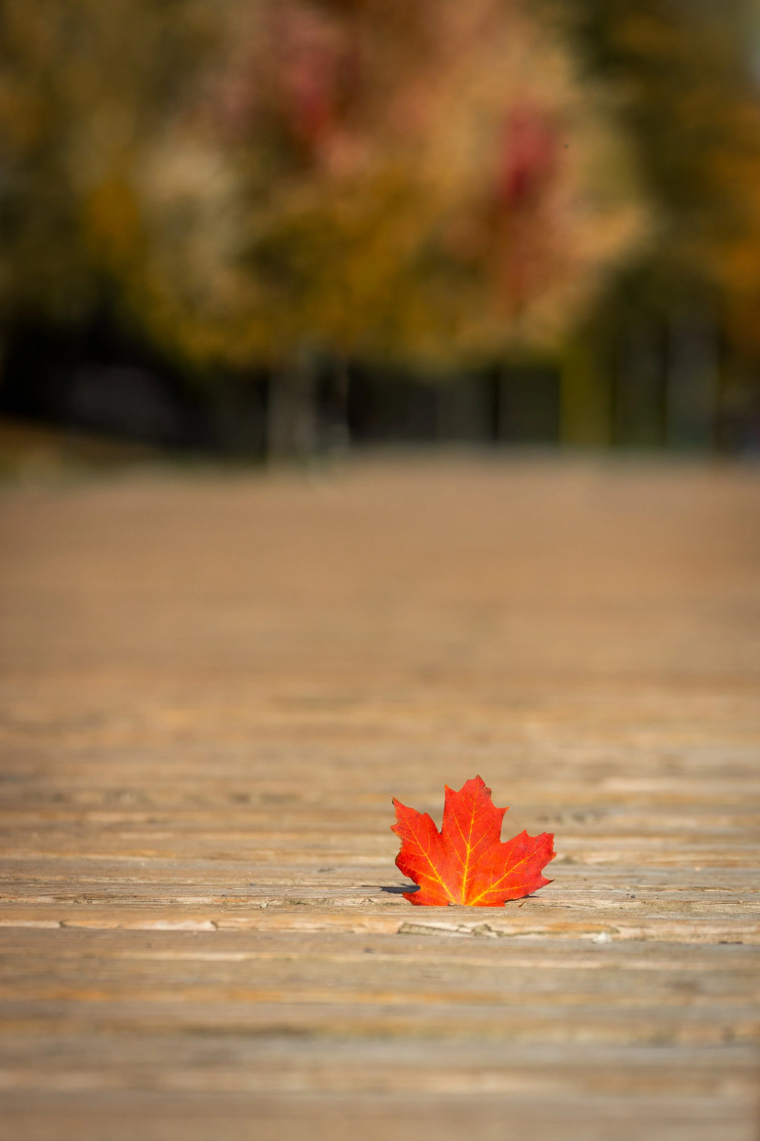 20251021-IMG_2774-Edit.jpg