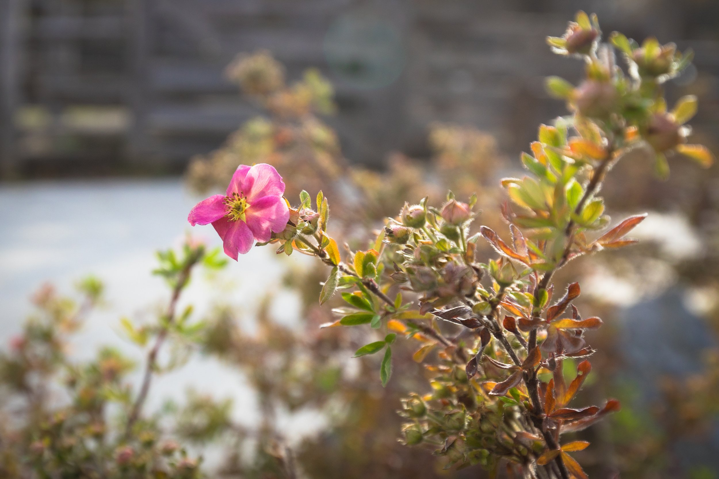 Late November Flower