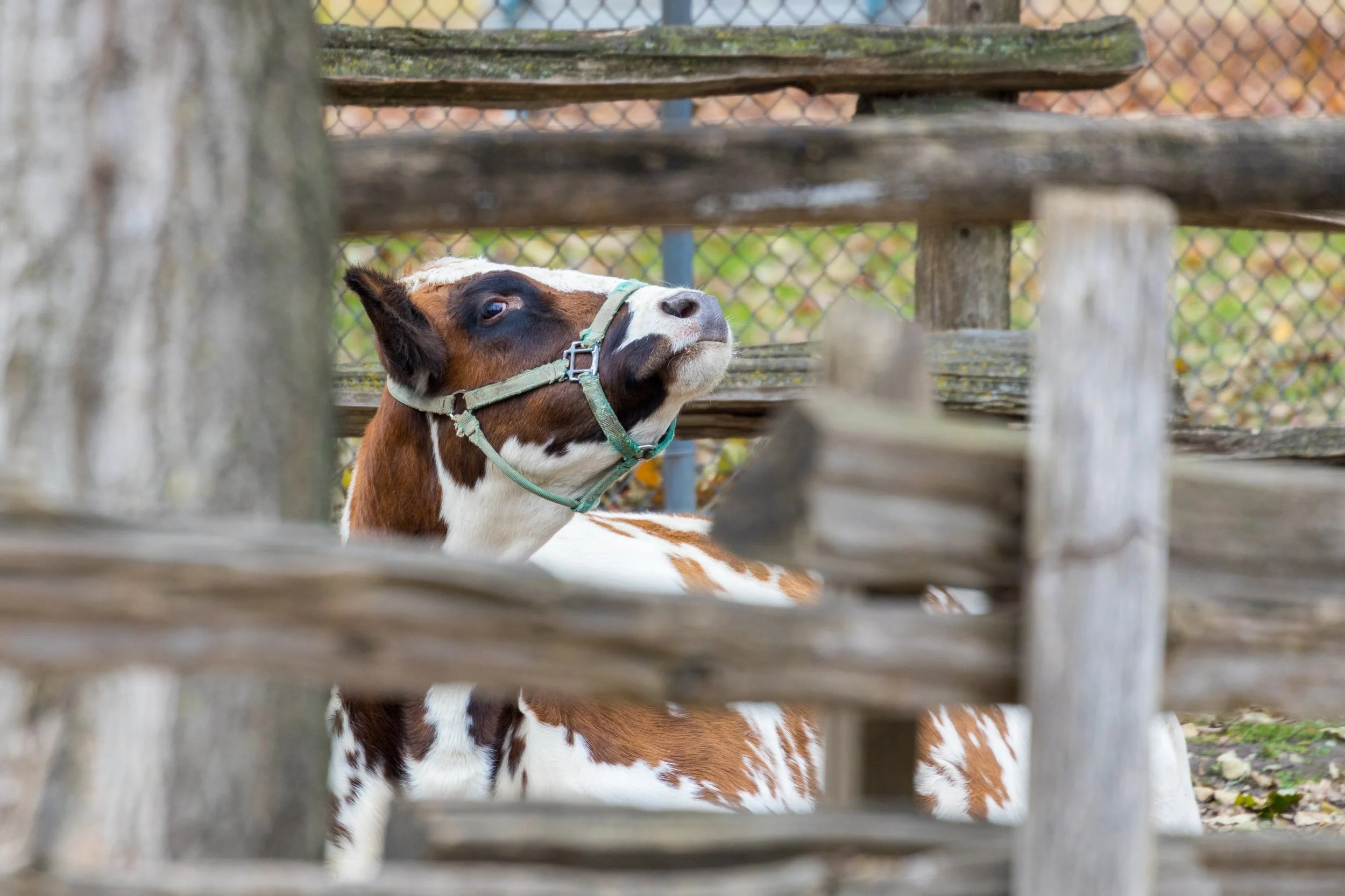 Through the Fence — Cattle in the Paddock