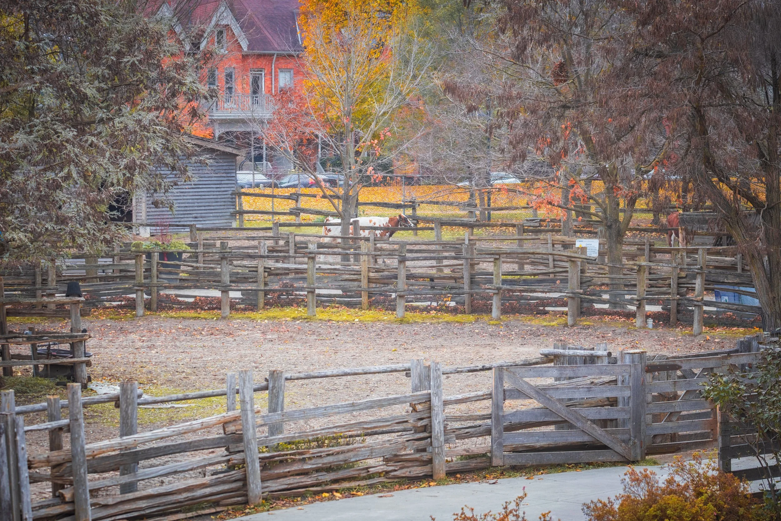 Walk: Riverdale Farm and the Toronto Necropolis in November