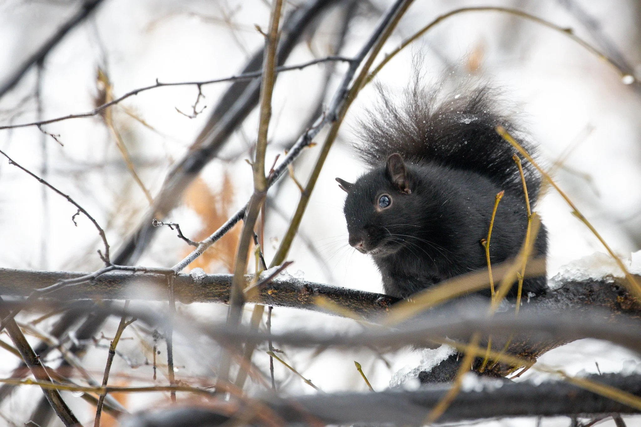 Sheltering From the Storm Among Winter Branches