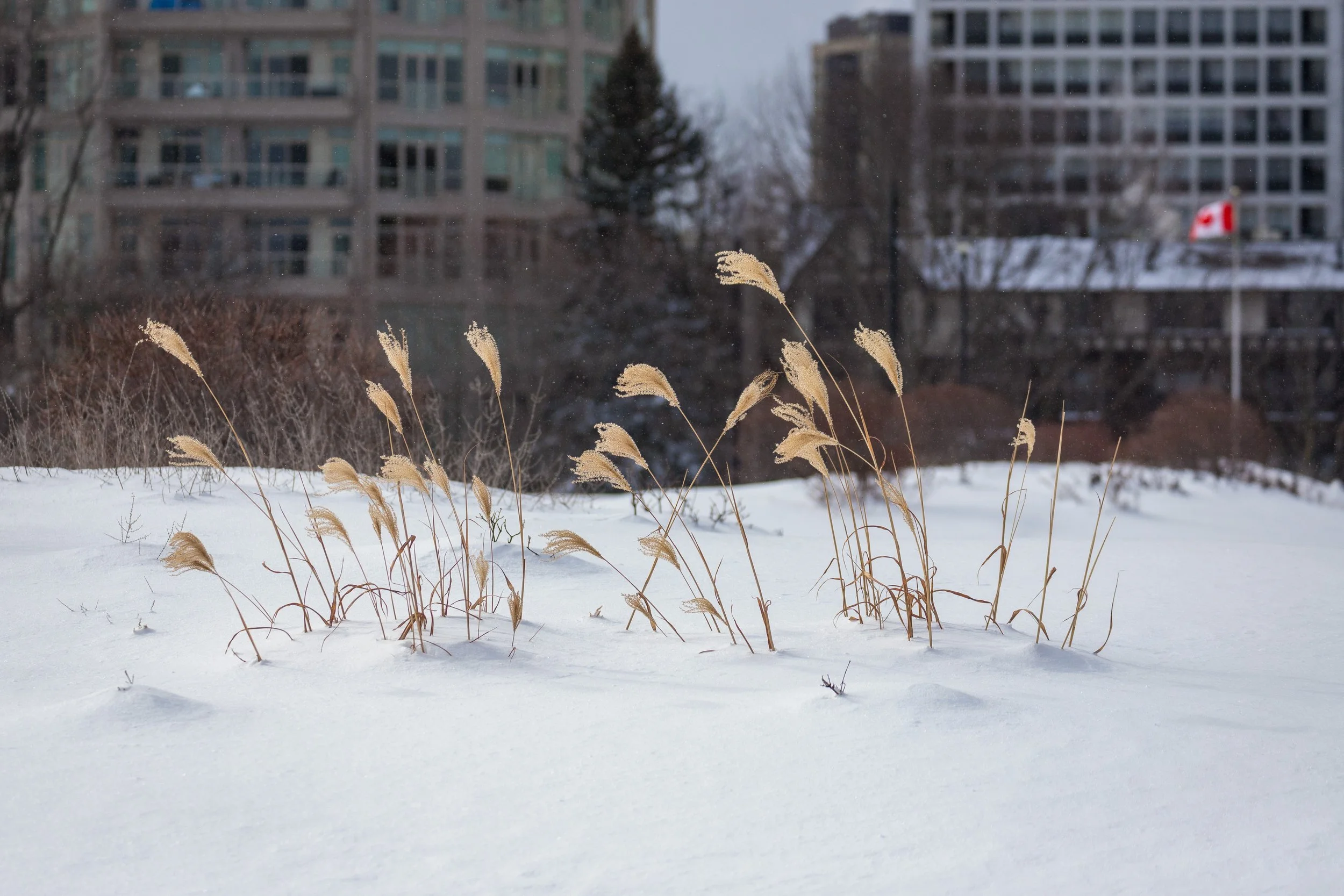 January 25 Storm Aftermath-18.jpg