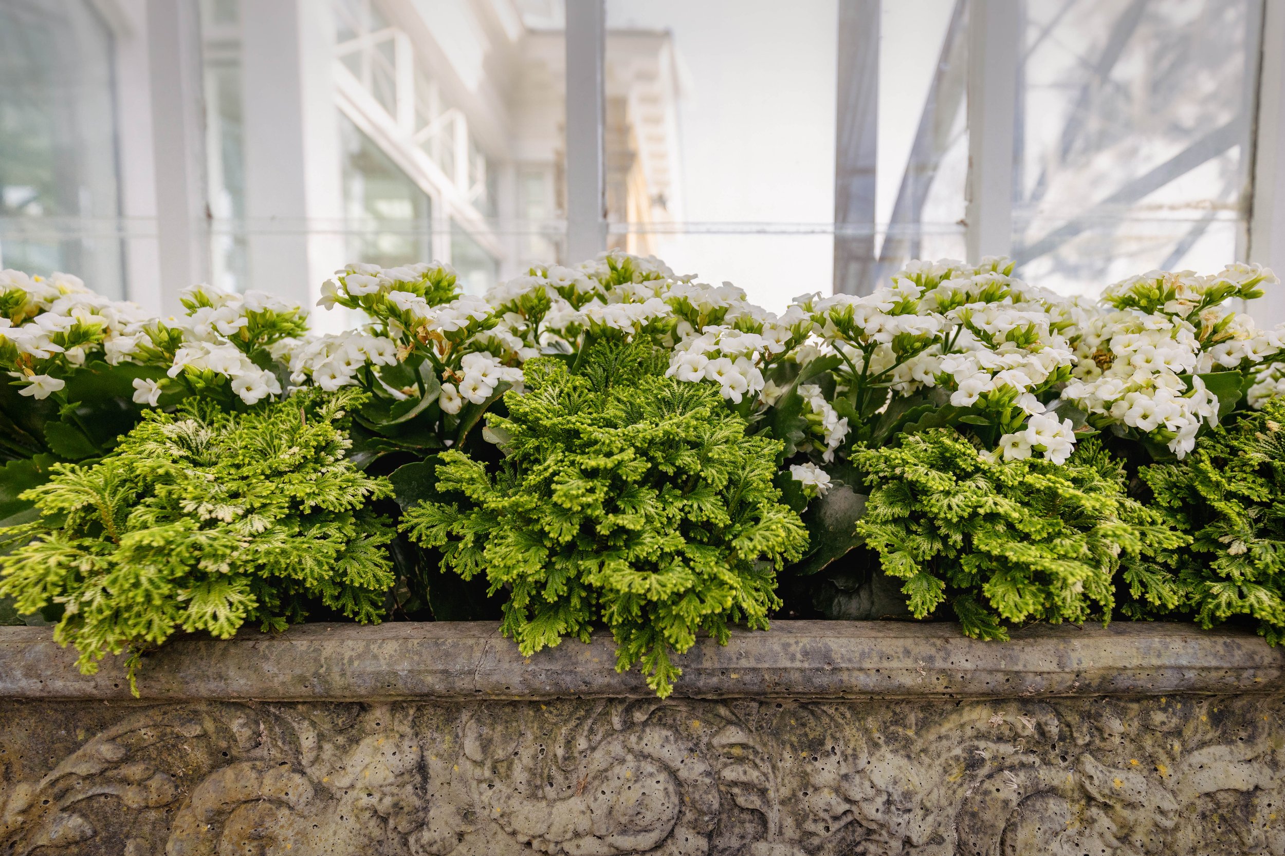 Allan Gardens Toronto--9.jpg