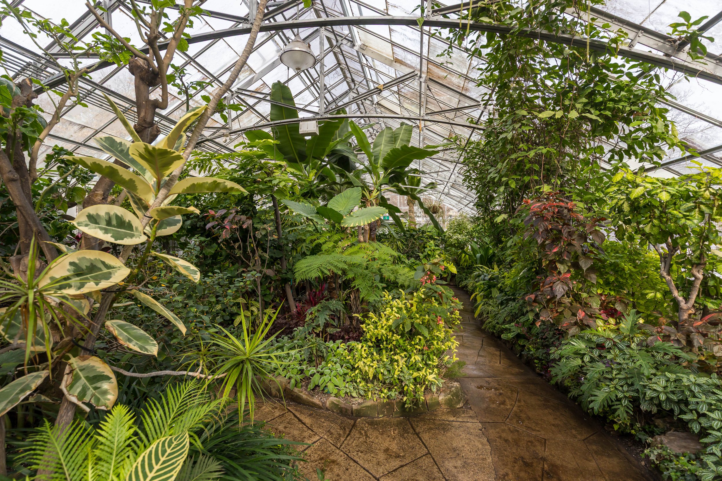 Allan Gardens Toronto-9557.jpg