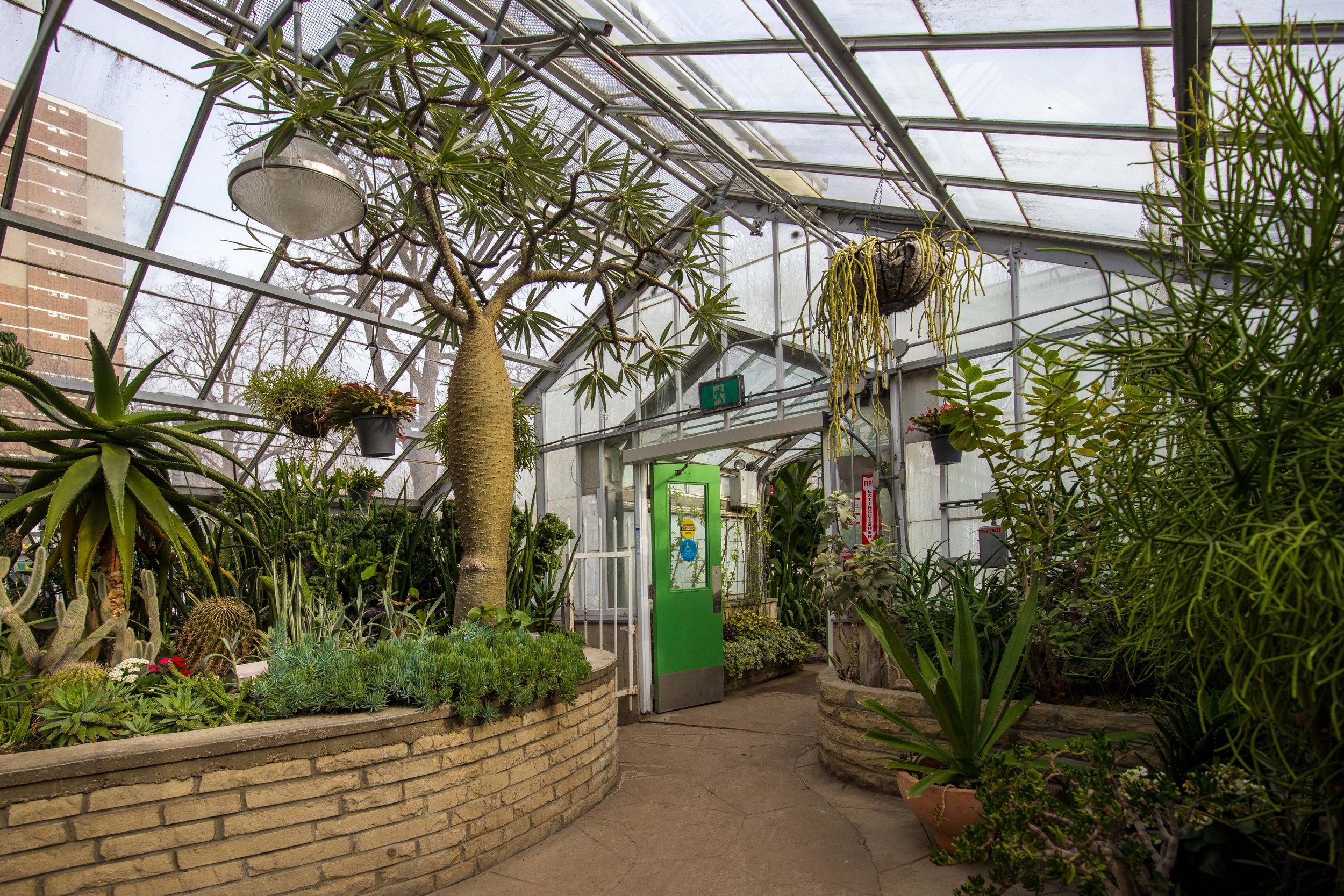 Allan Gardens Toronto-9596.jpg