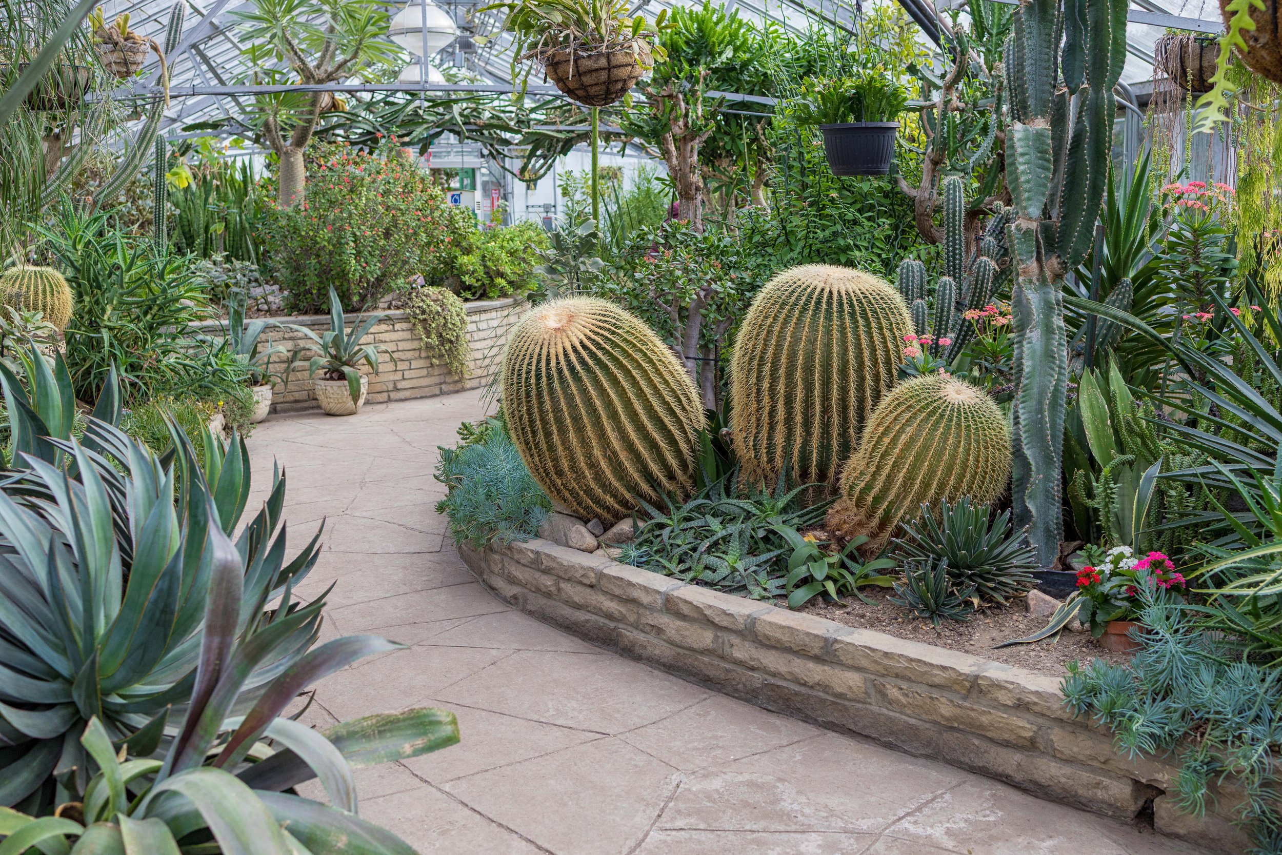 Cacti in the Arid House at Allan Gardens