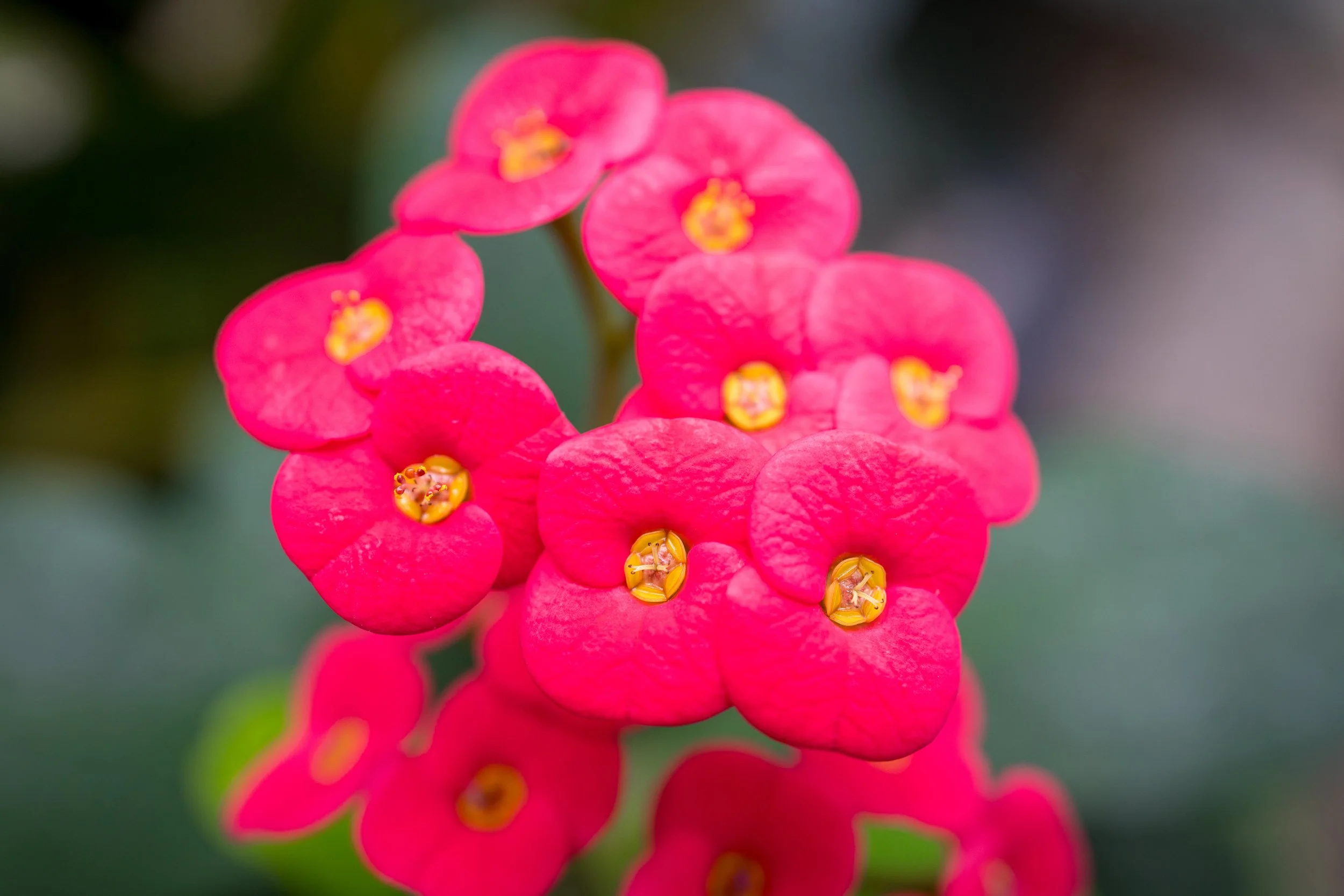 Allan Gardens Toronto-9658.jpg