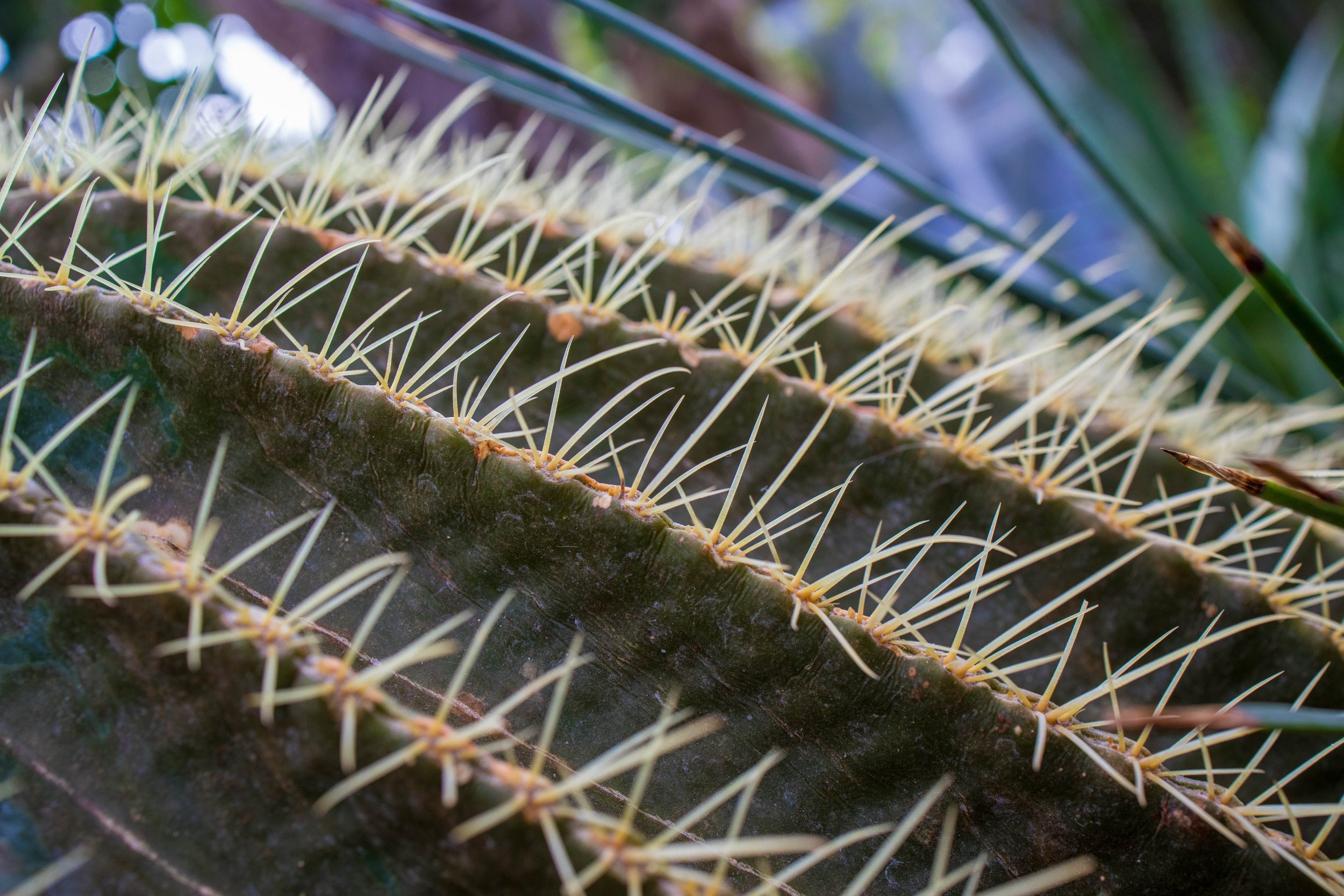 Allan Gardens Toronto-9688.jpg