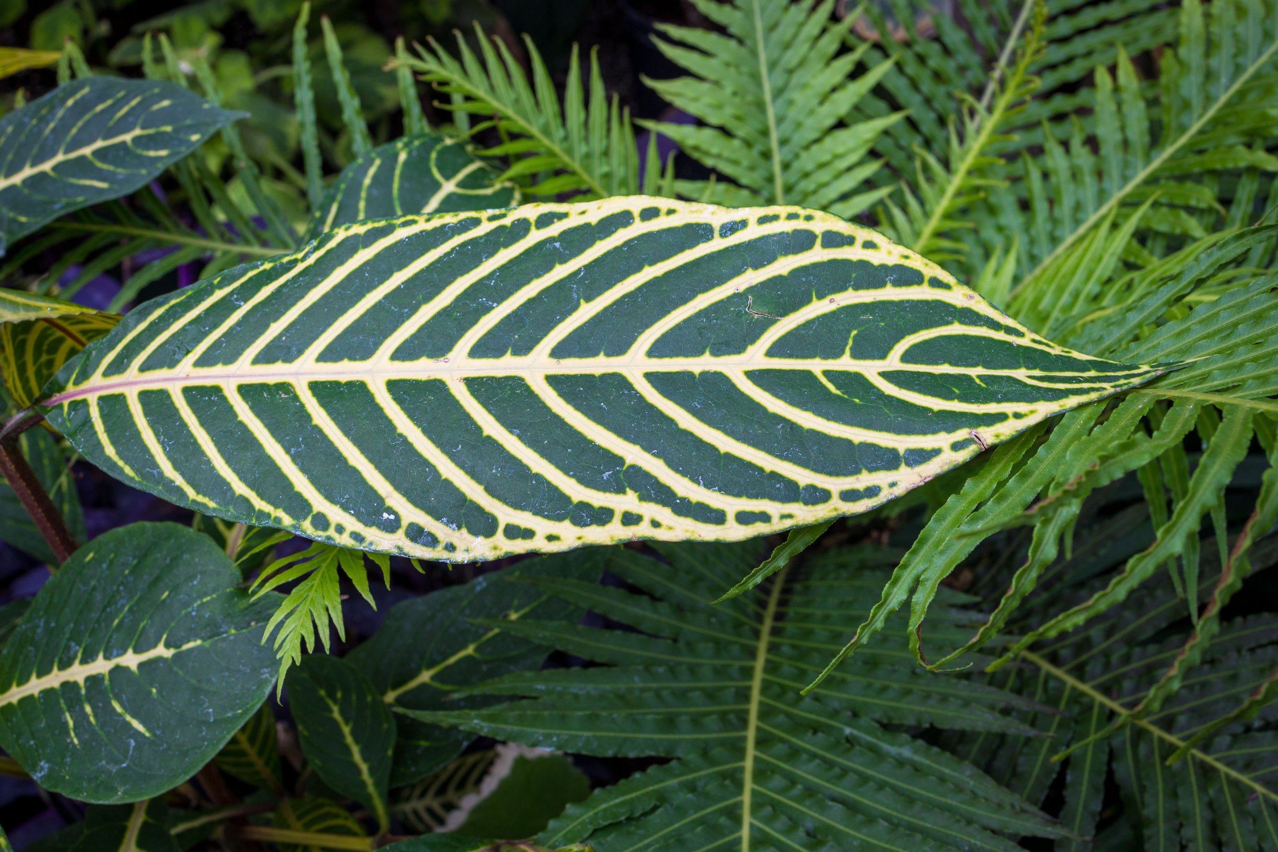 Allan Gardens Toronto-9729.jpg