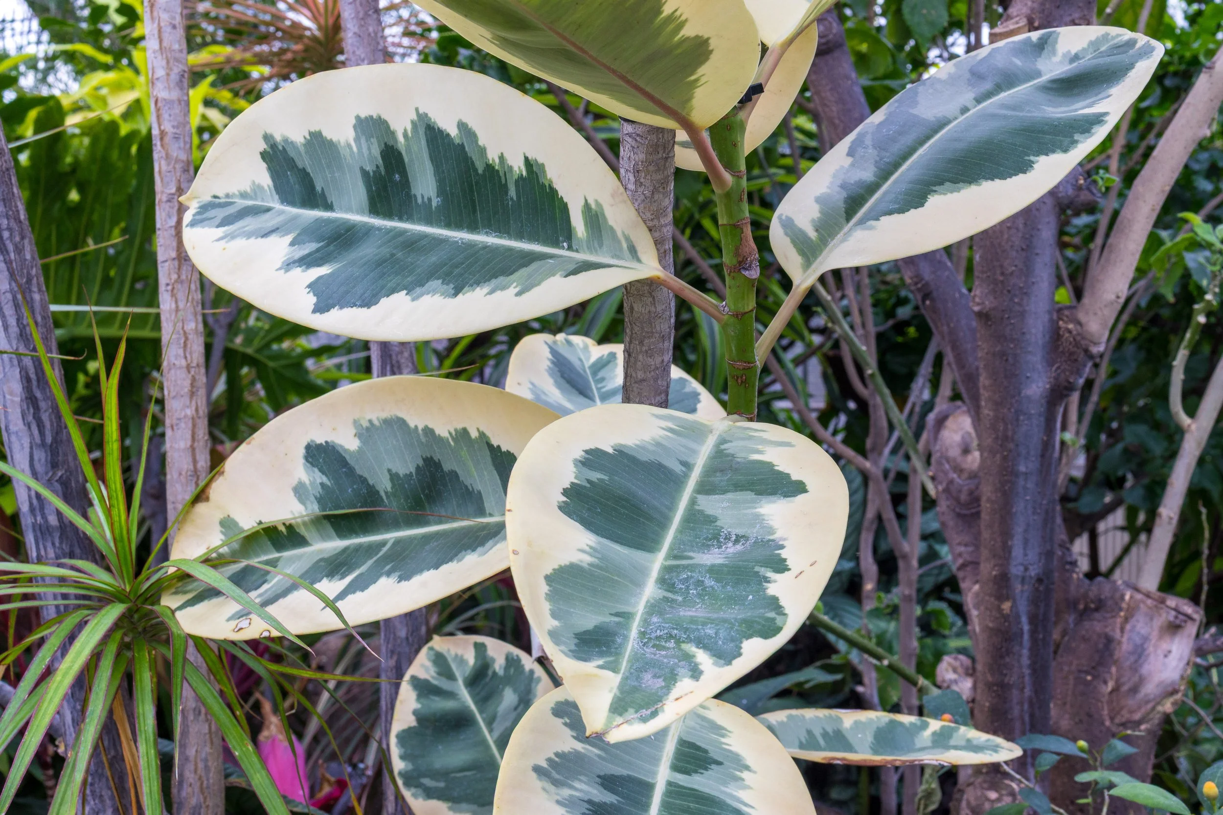 Allan Gardens Toronto-9731.jpg