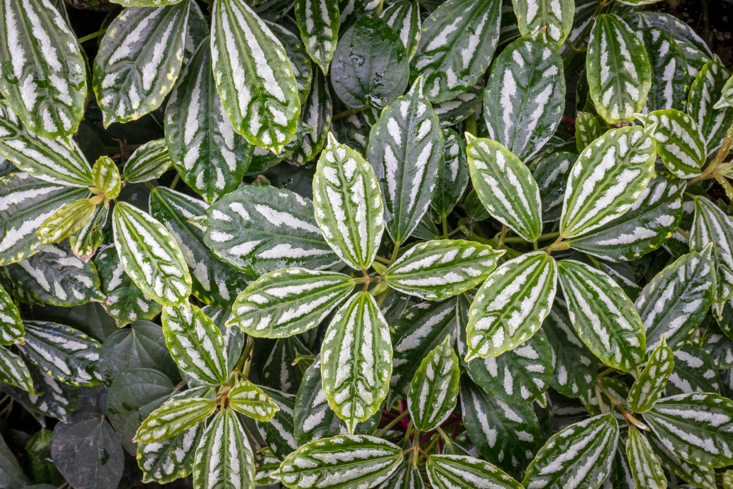 Allan Gardens Toronto-9742.jpg