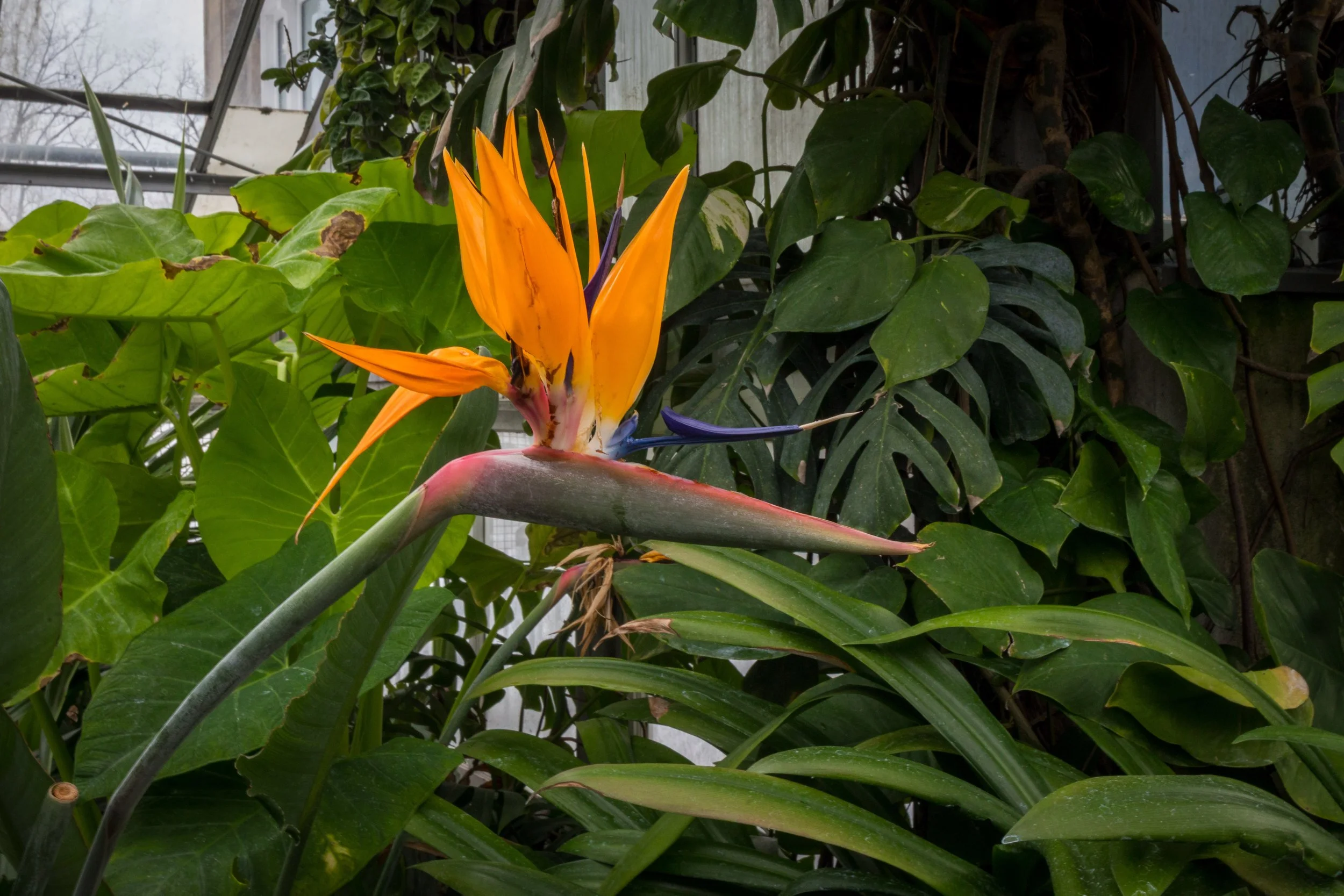 Bird of Paradise