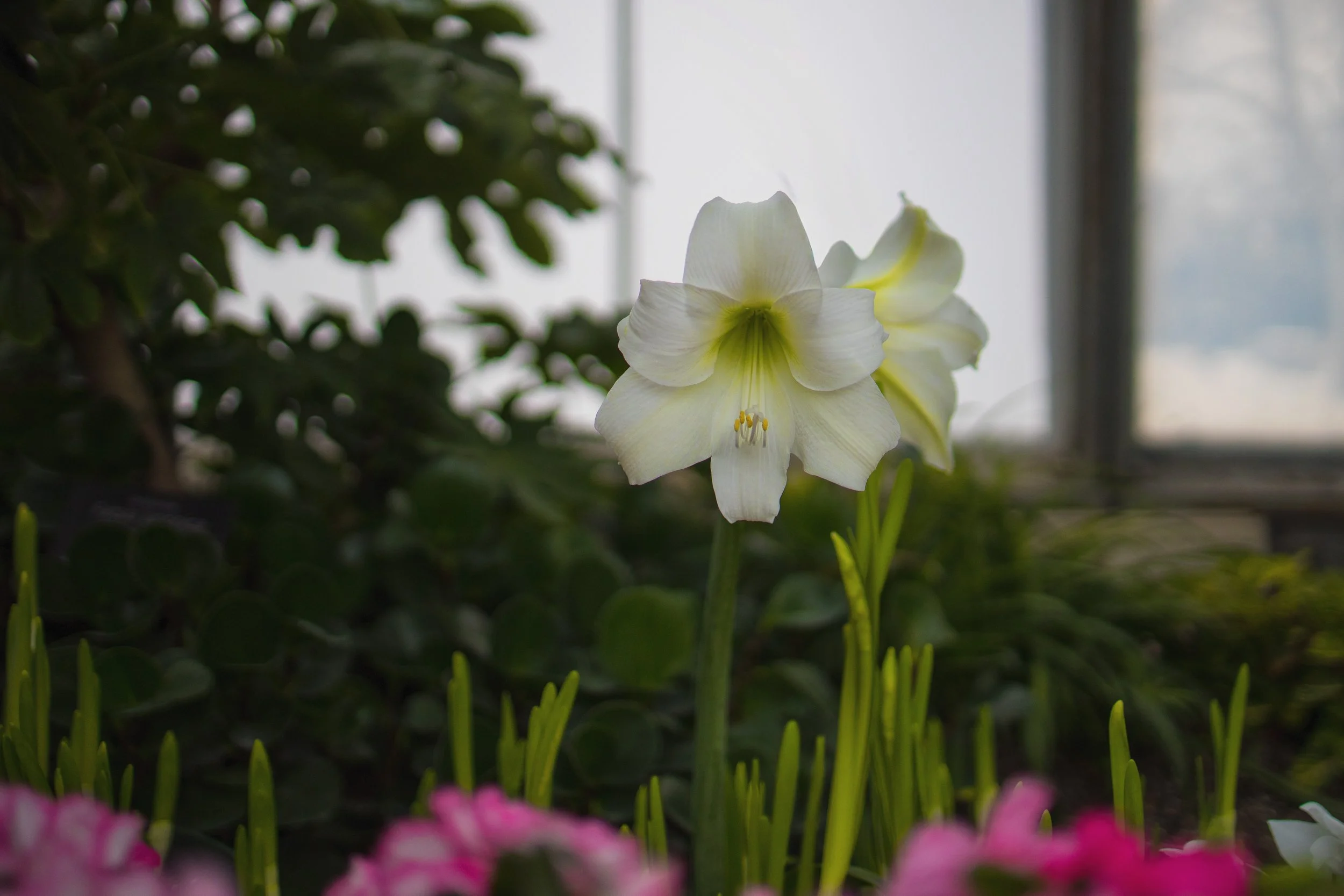 Allan Gardens Toronto--17.jpg