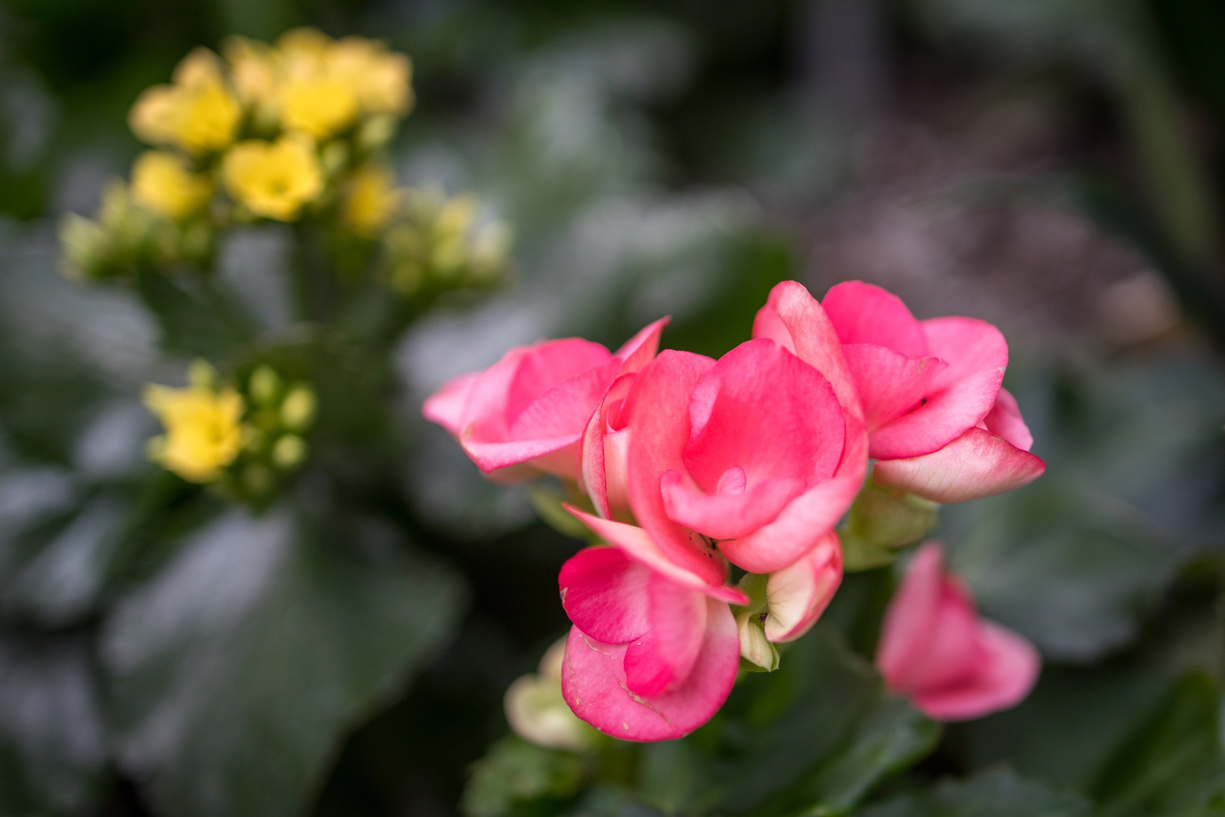 Allan Gardens Toronto-9765.jpg