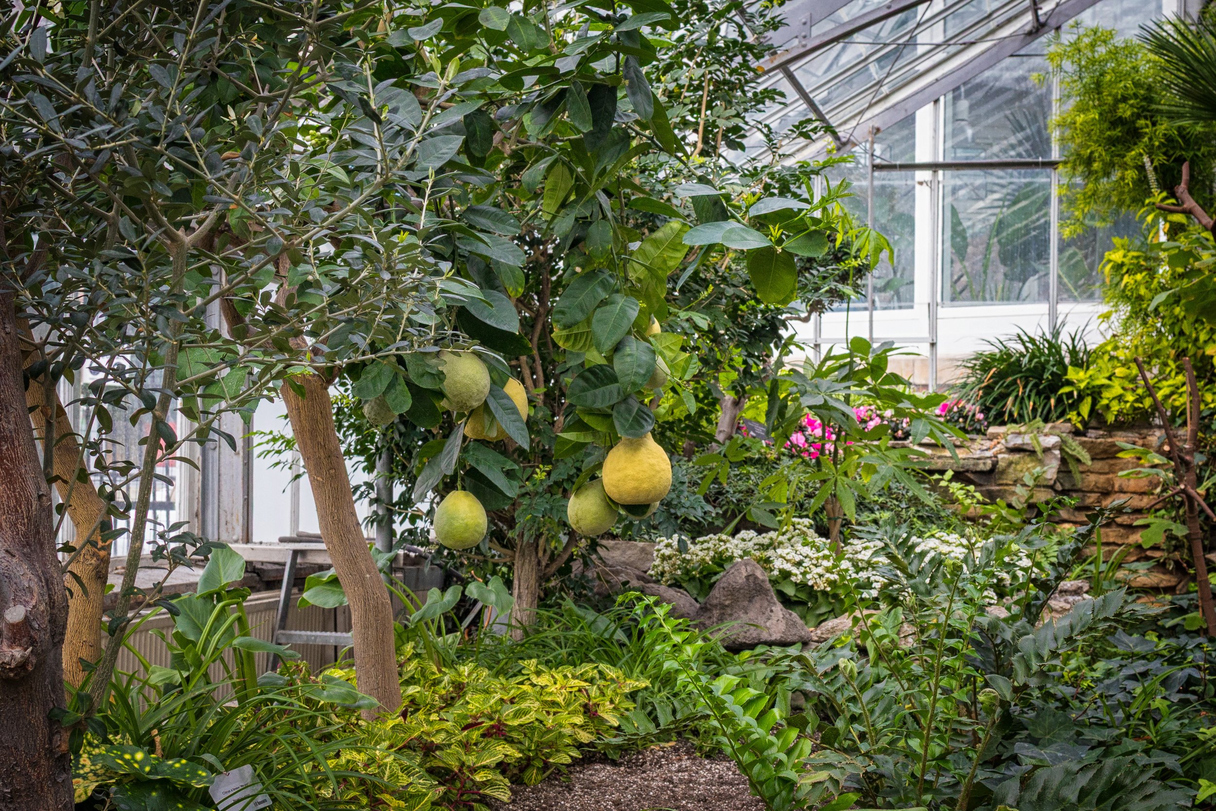 Allan Gardens Toronto--18.jpg