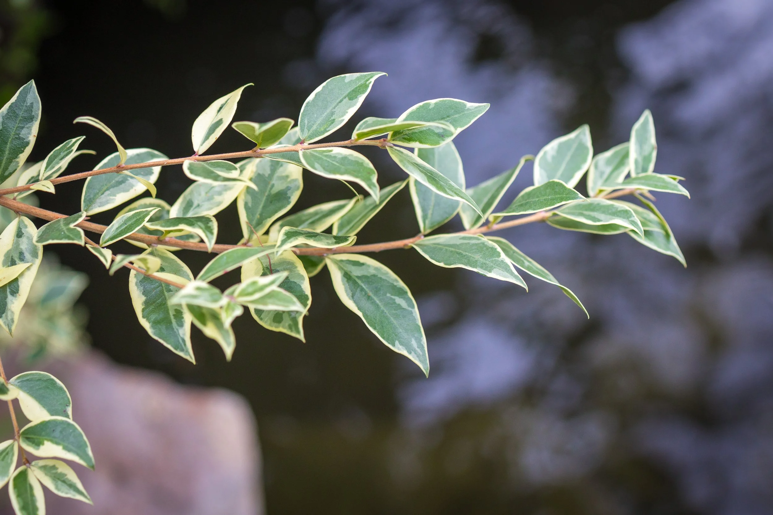 Allan Gardens Toronto-9842.jpg