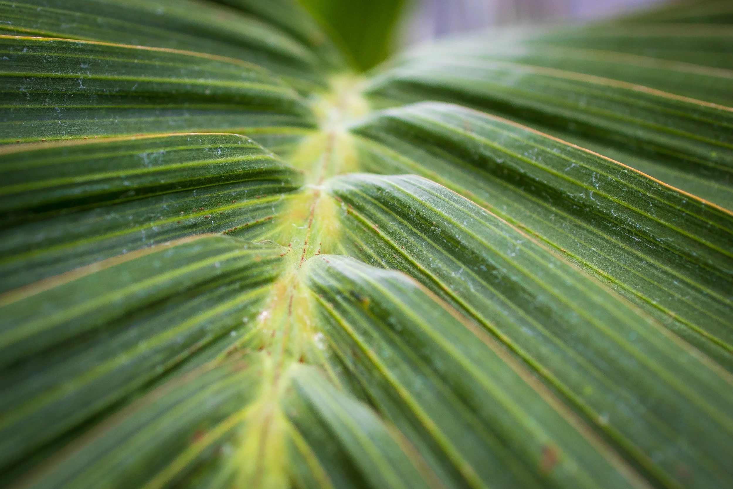 Allan Gardens Toronto-9919.jpg