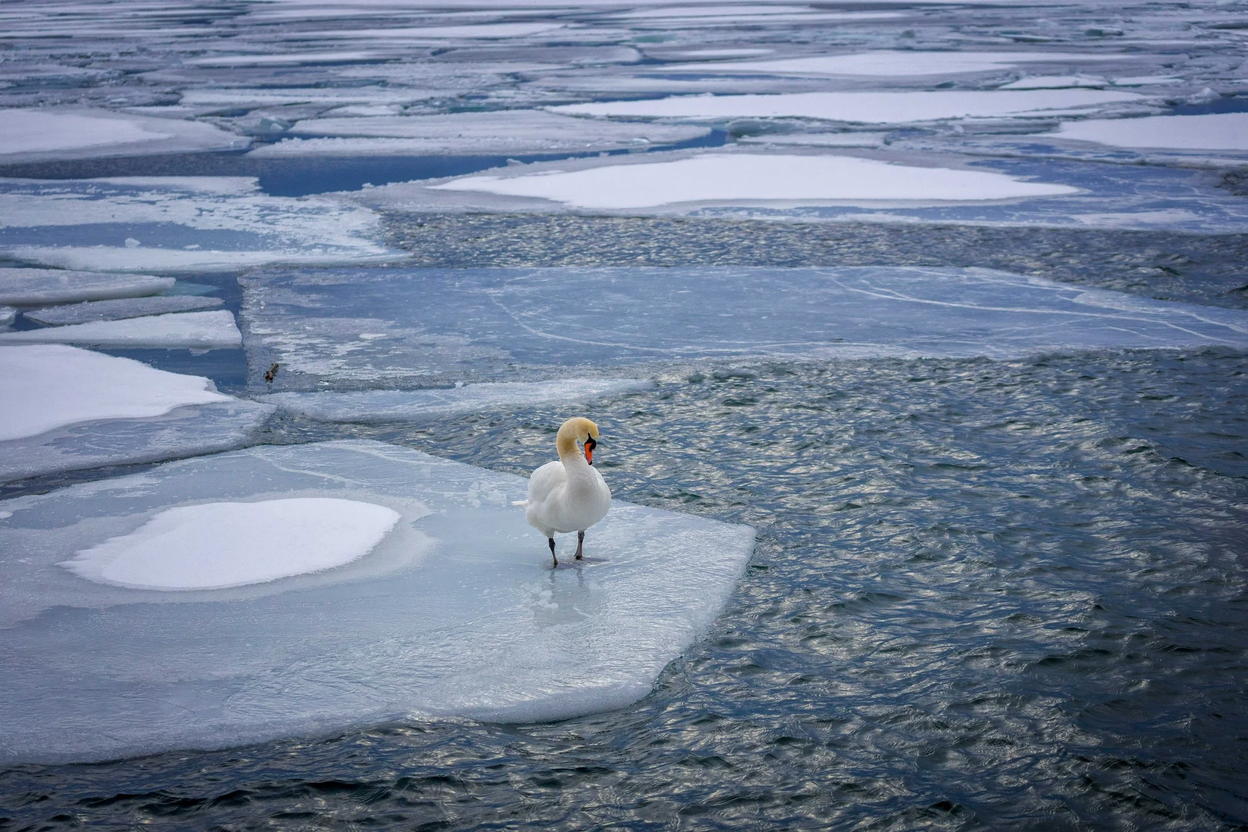 Mute Swan on Ice