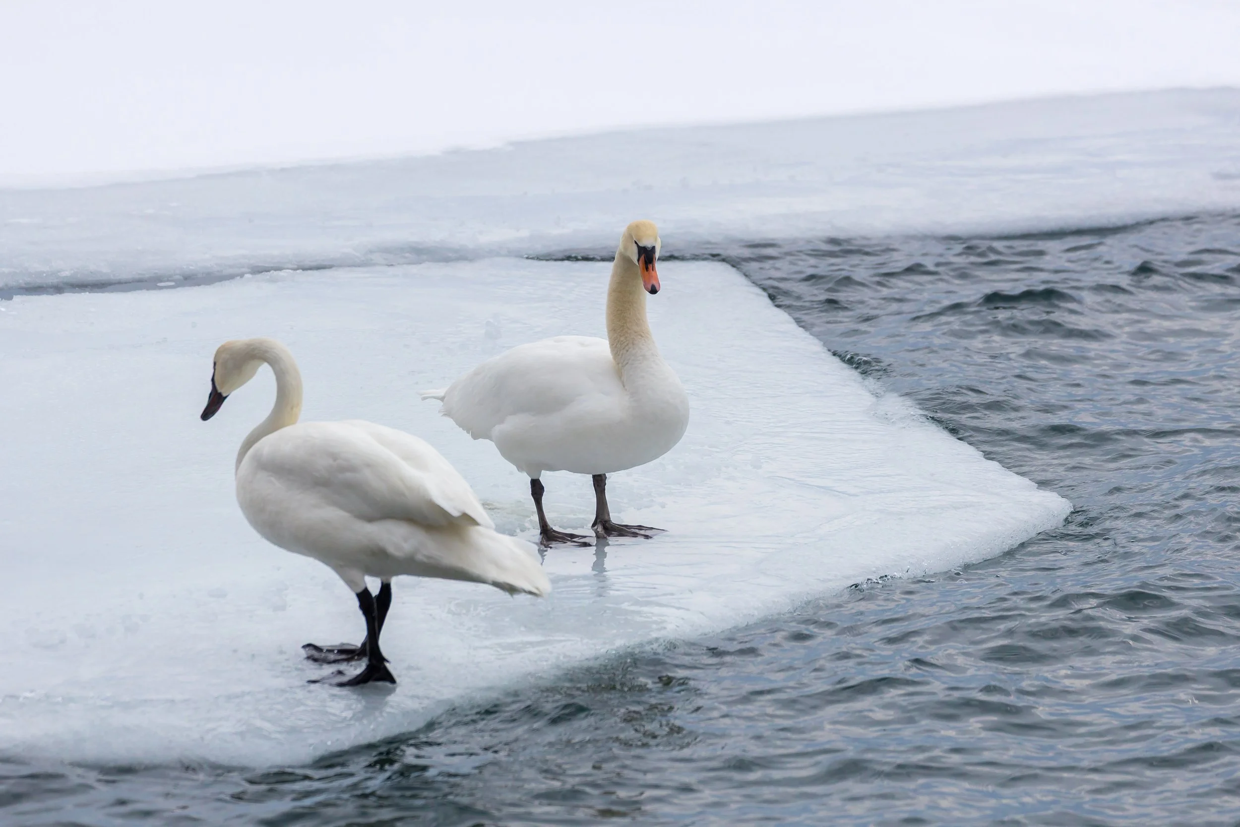 Trumpeter Swan and Mute Swan