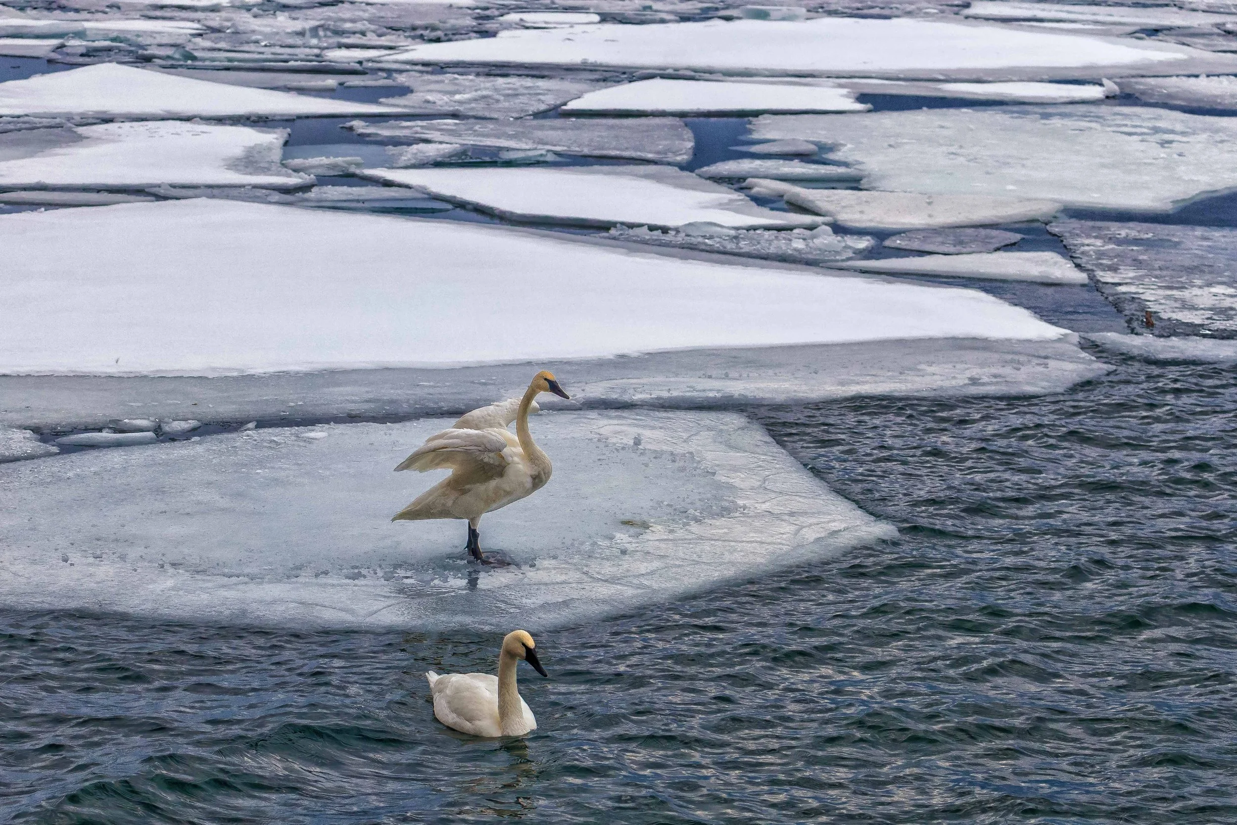 Trumpeter Swans