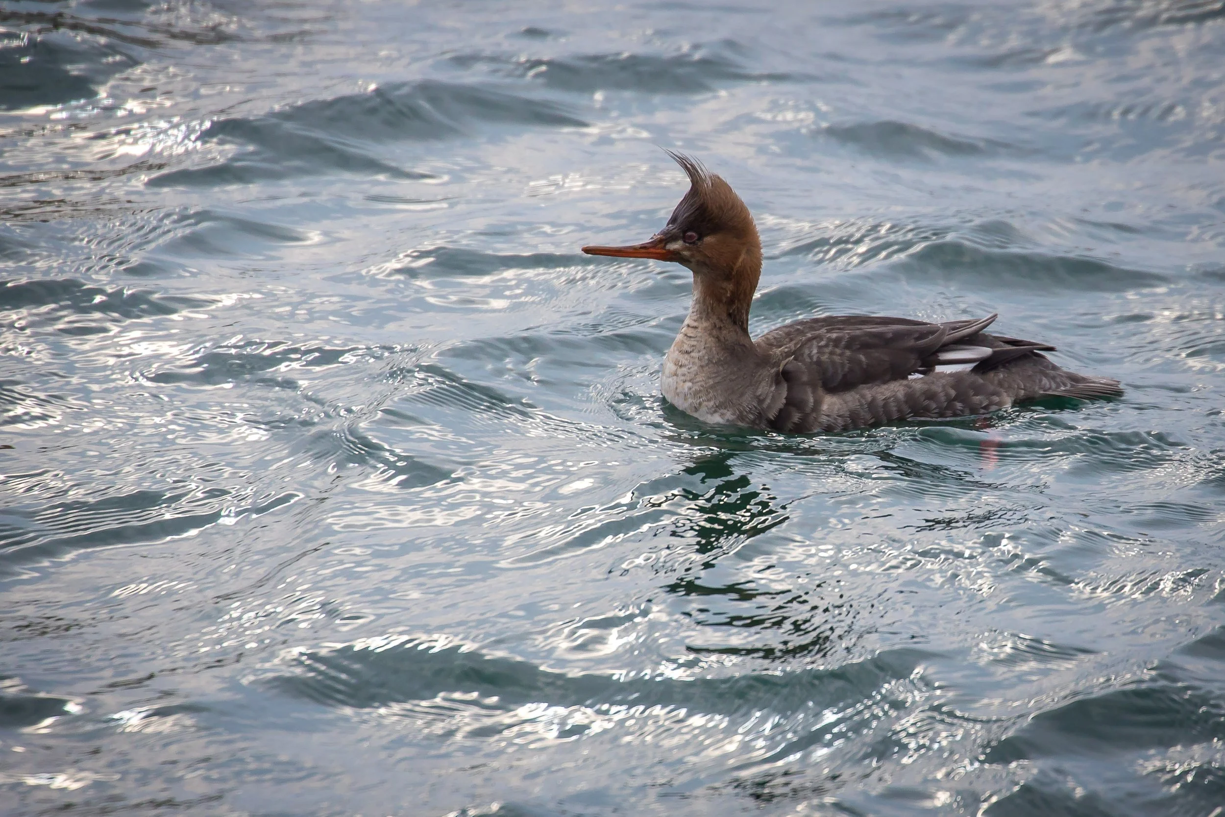 Red-breasted Merganser