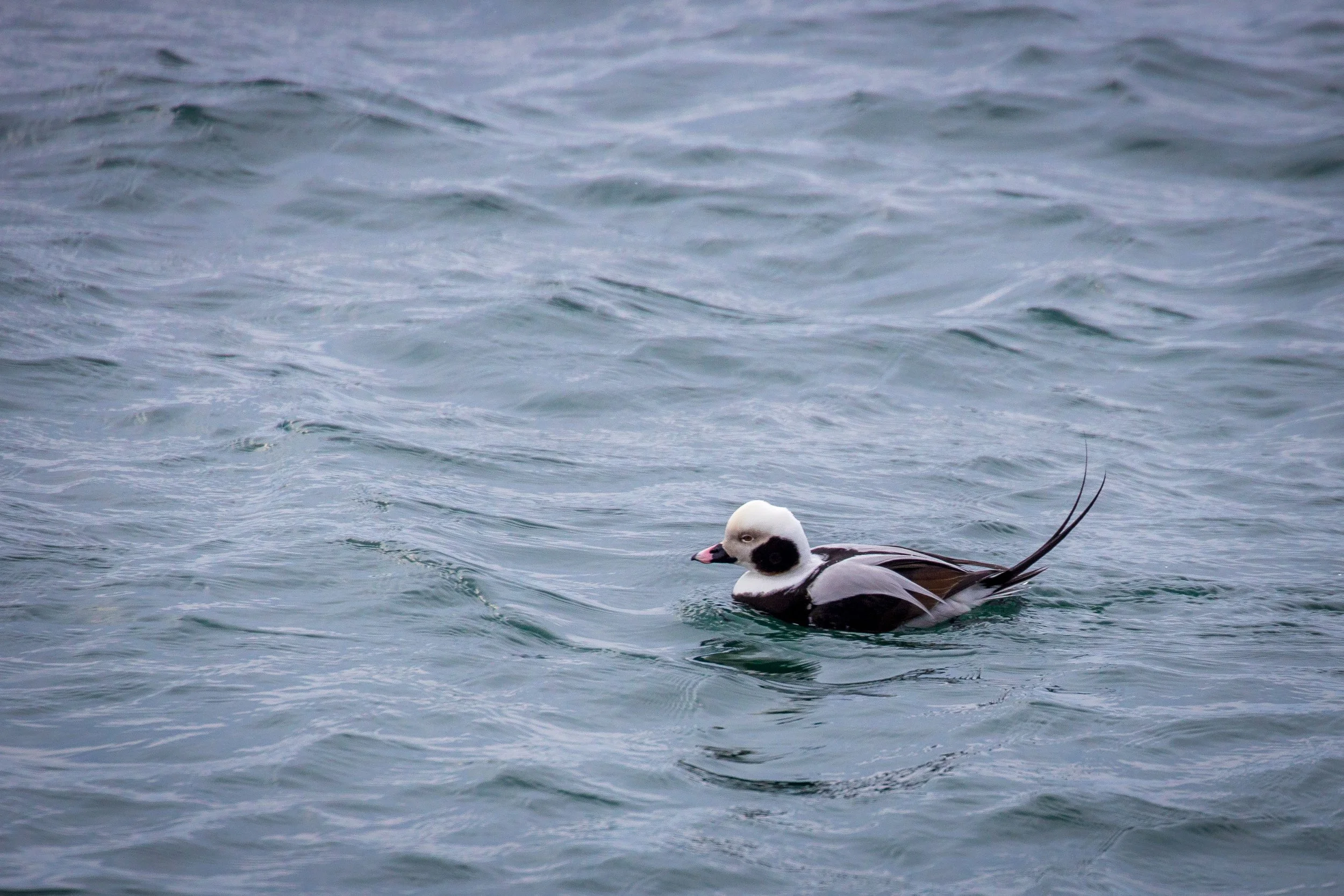 Long Tailed Duck in Lake Ontario