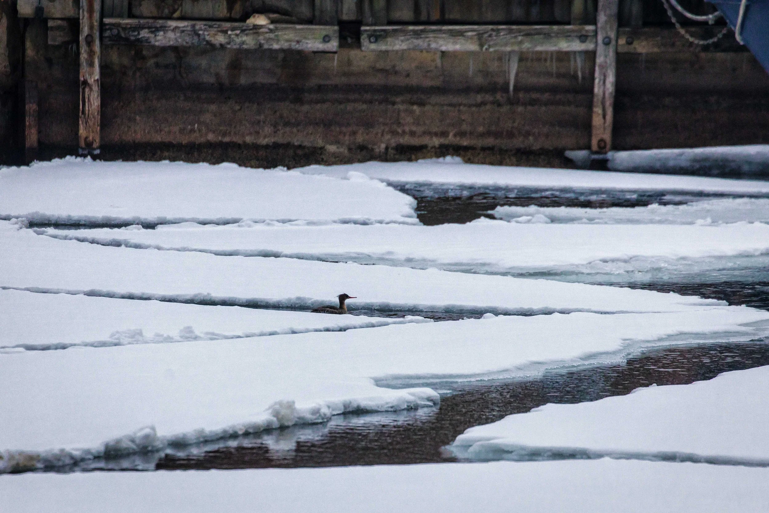 Harbourfront Toronto Ice