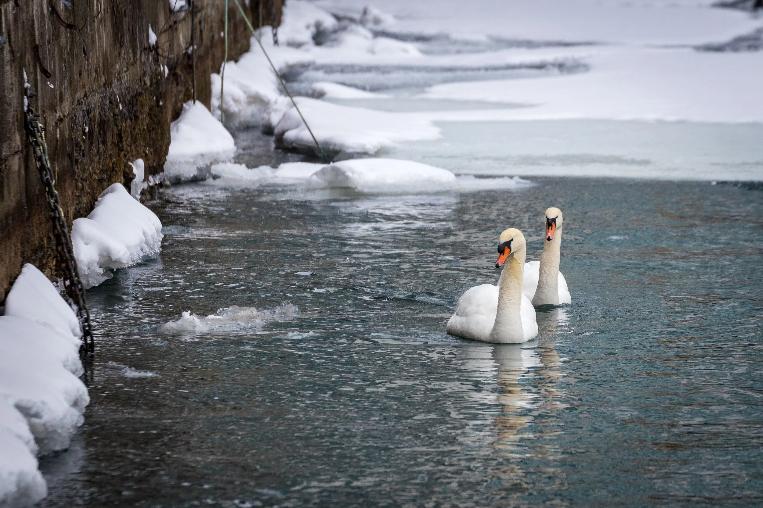 Pair of Mute Swans