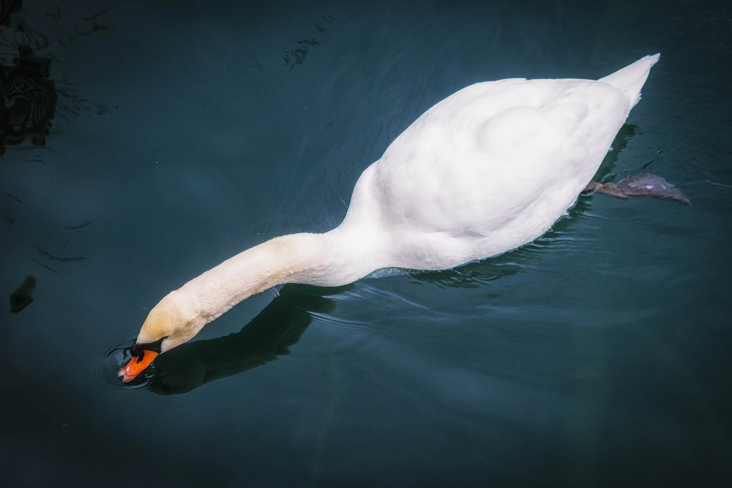 Harbourfront Toronto