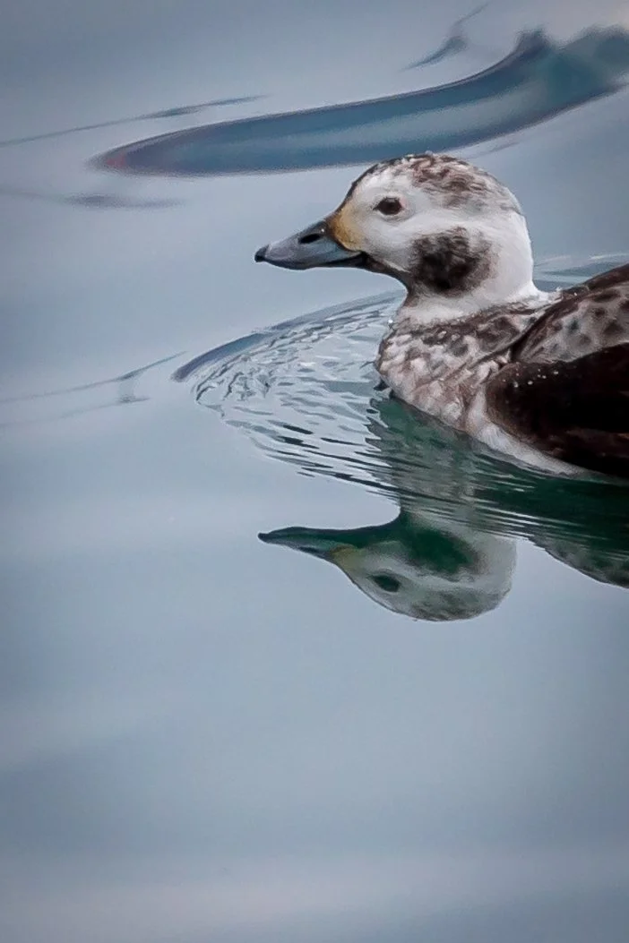 Female (or first-winter) Long-tailed Duck.