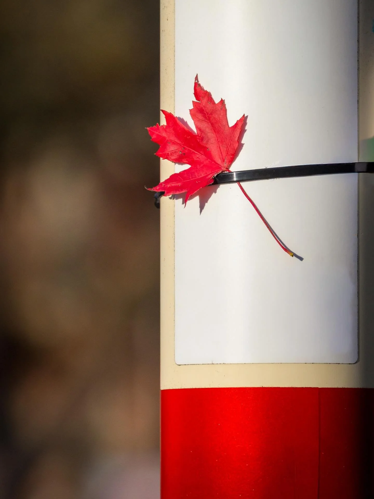 Red and white, holding steady. 🇨🇦
One leaf, one colour, one country &mdash; waiting for Game 7. #wantitall #gojaysgo
