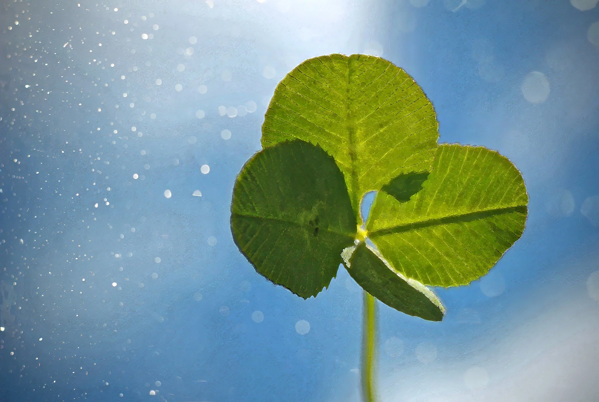 Four-Leaf Clover in the Sunlight (2009)