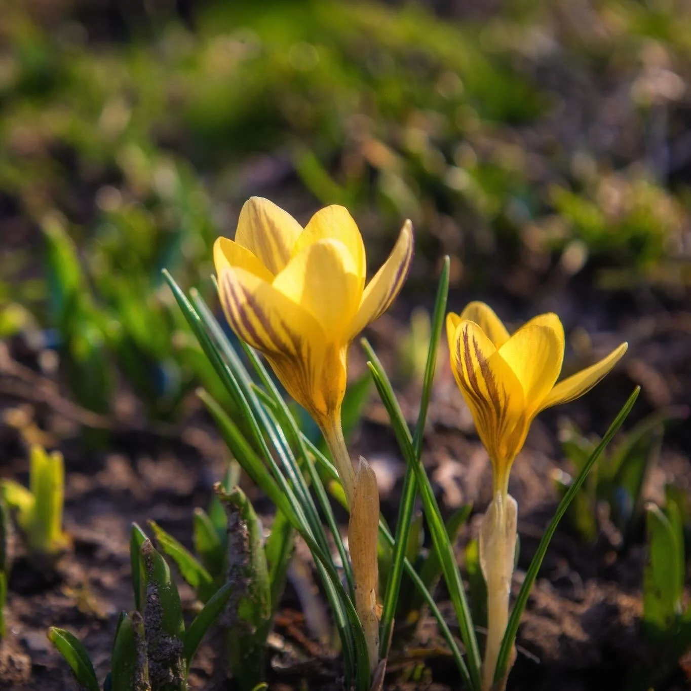 After months of grey&mdash;
this is how it begins. 🌼
