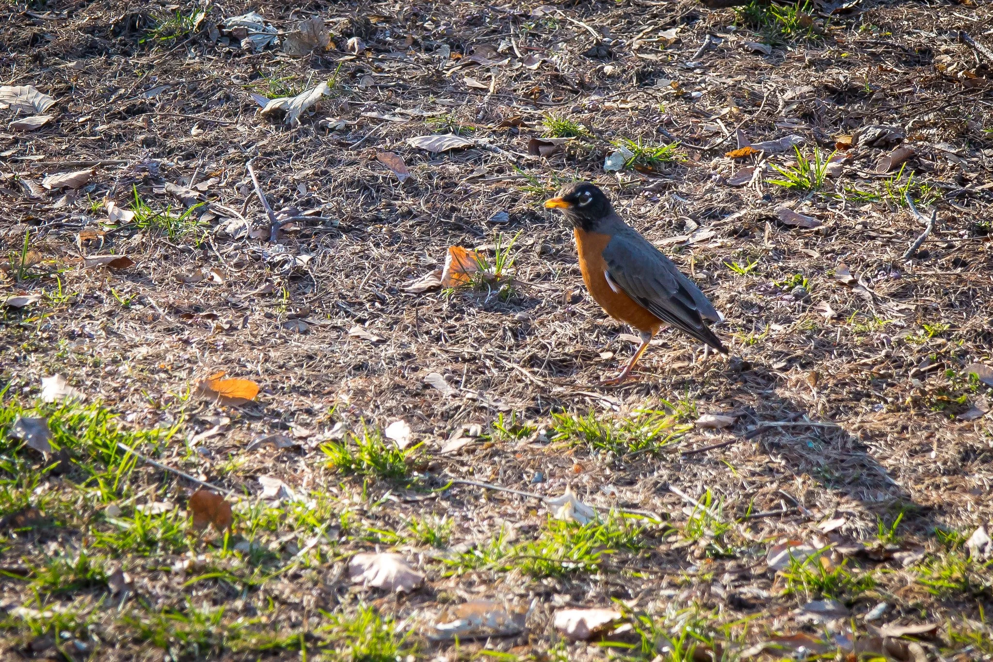 Rockin’ Robin