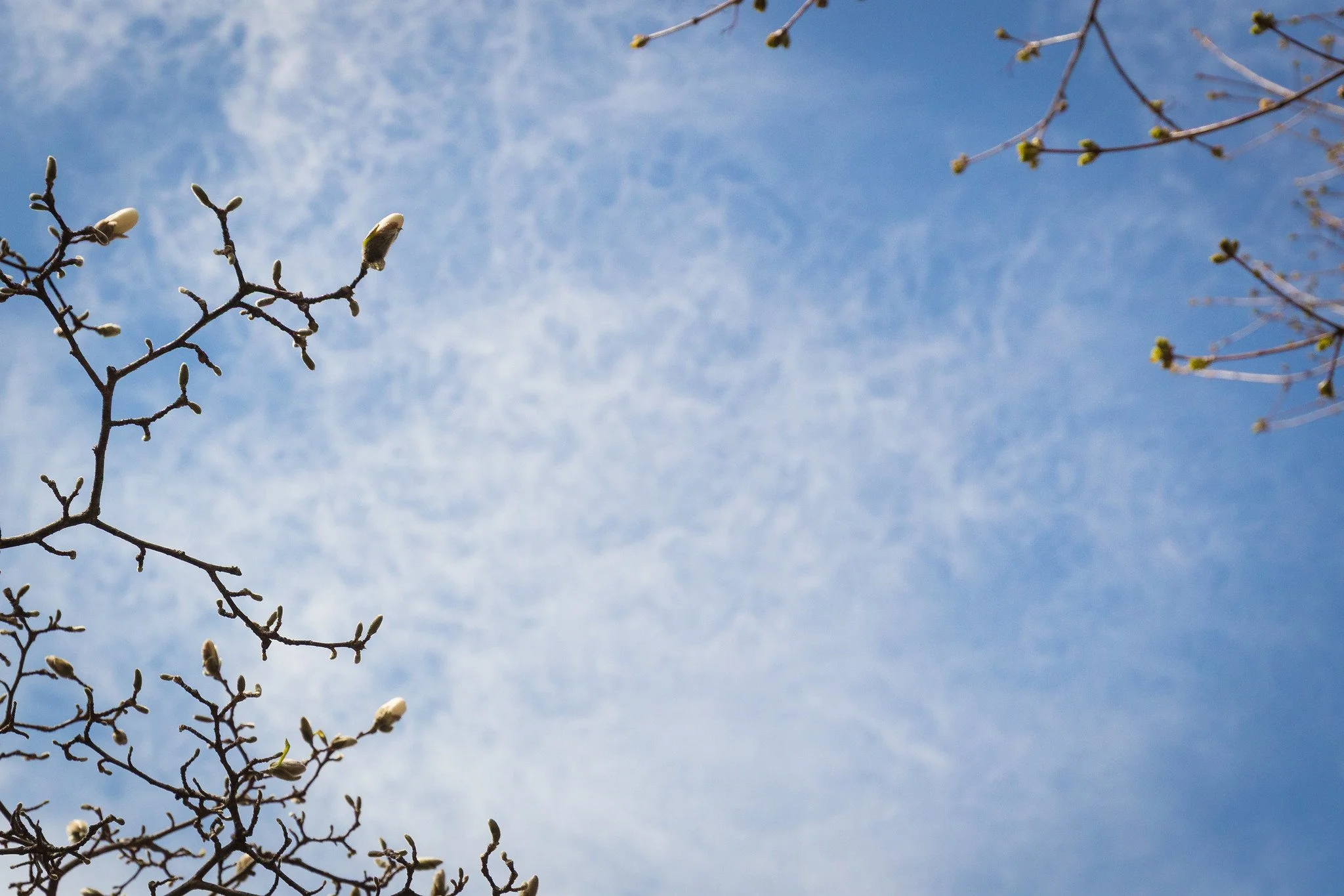 Blooms and Sky