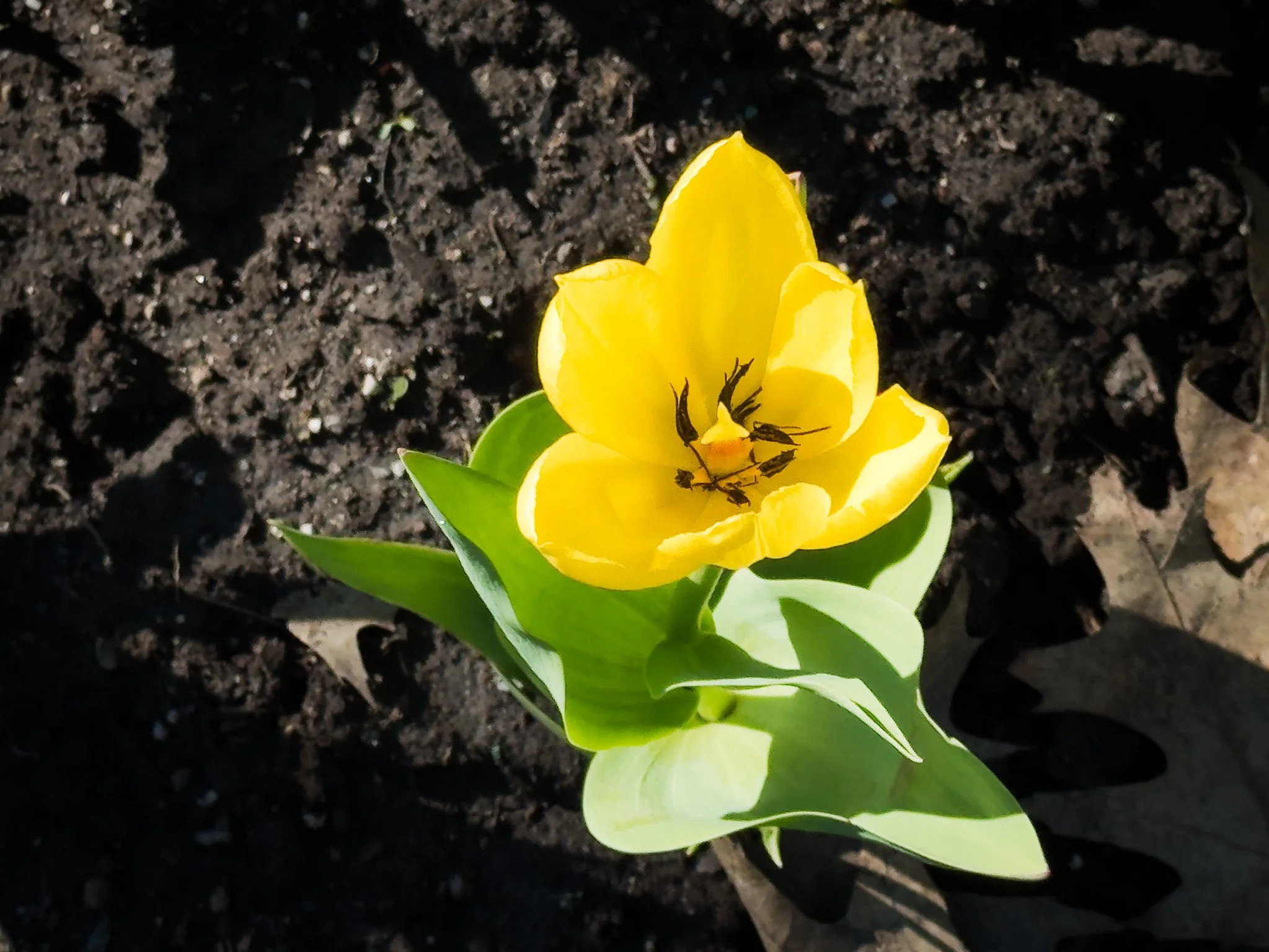 Yellow Tulip