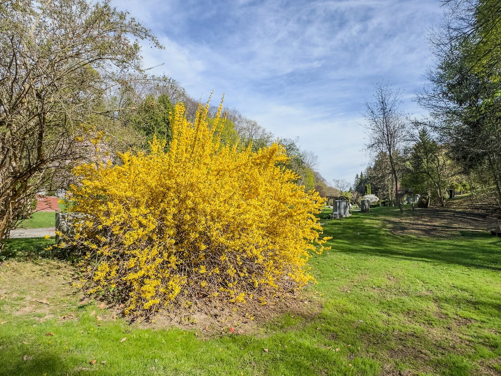 A Sudden Flood of Yellow